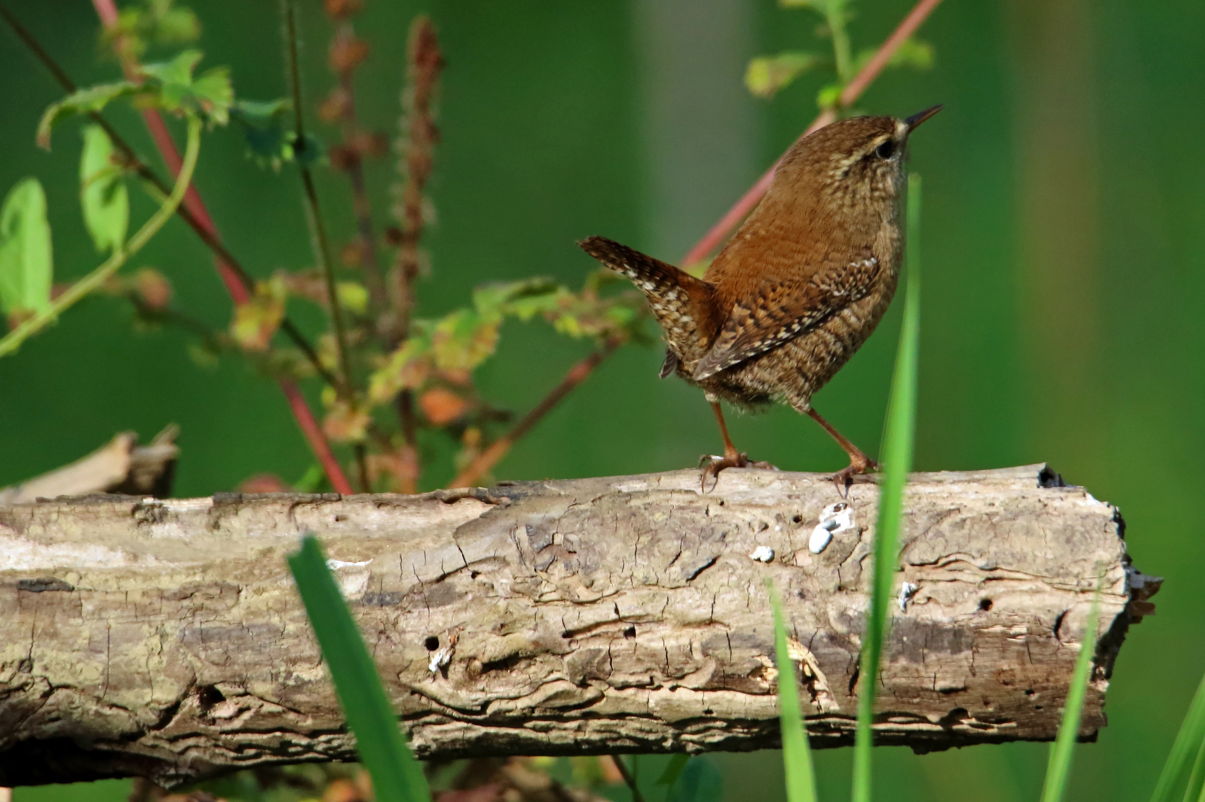 Wren