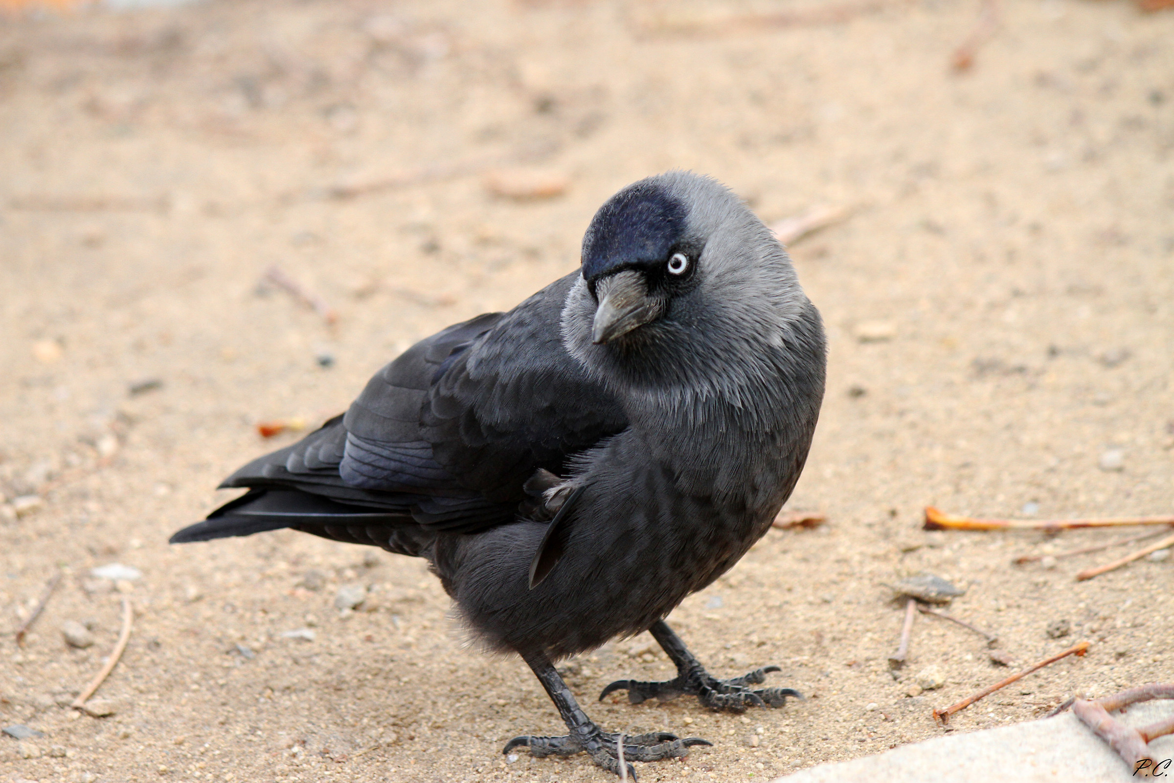jackdaw