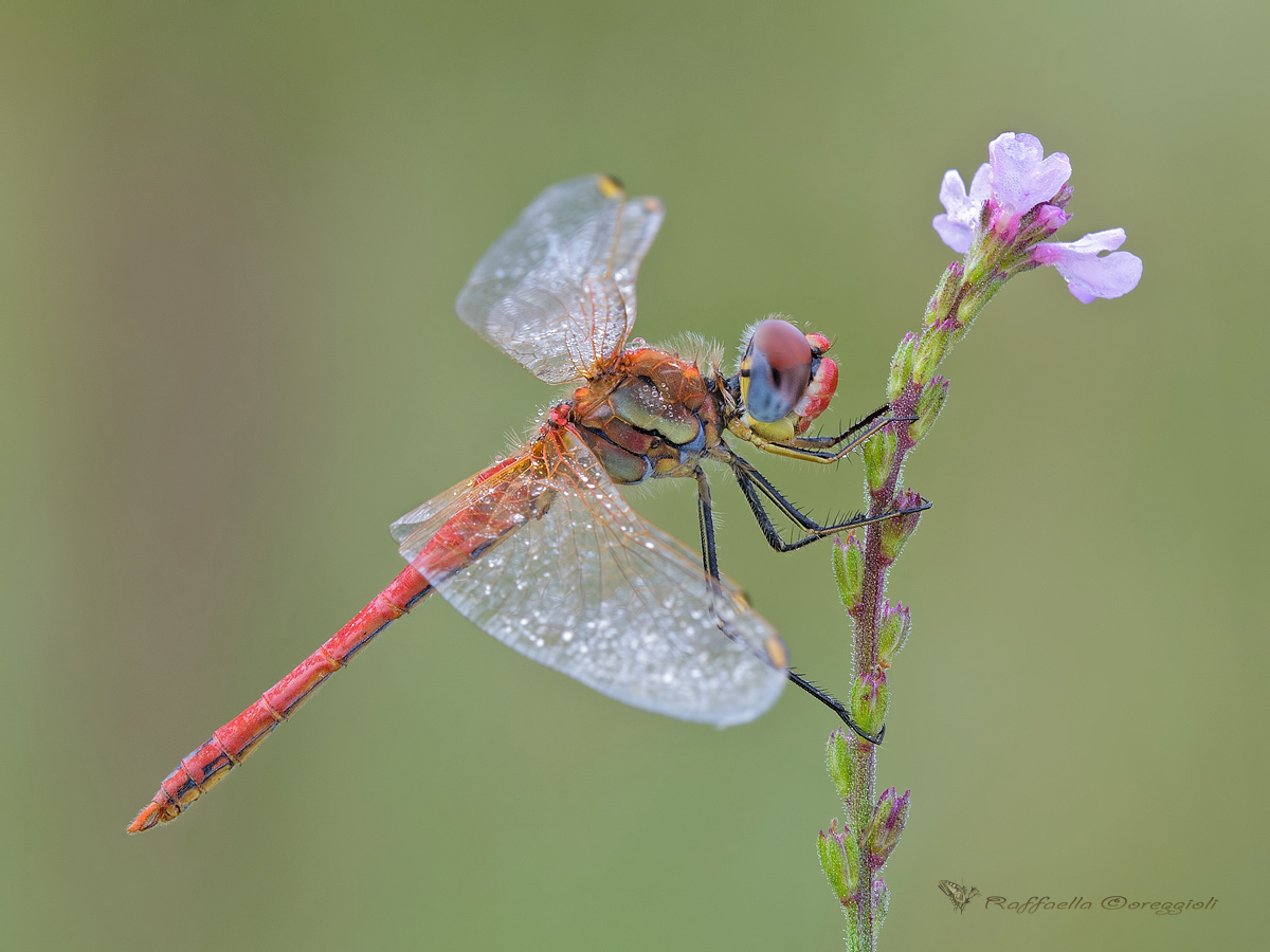 Sympetrum fonscolombii male