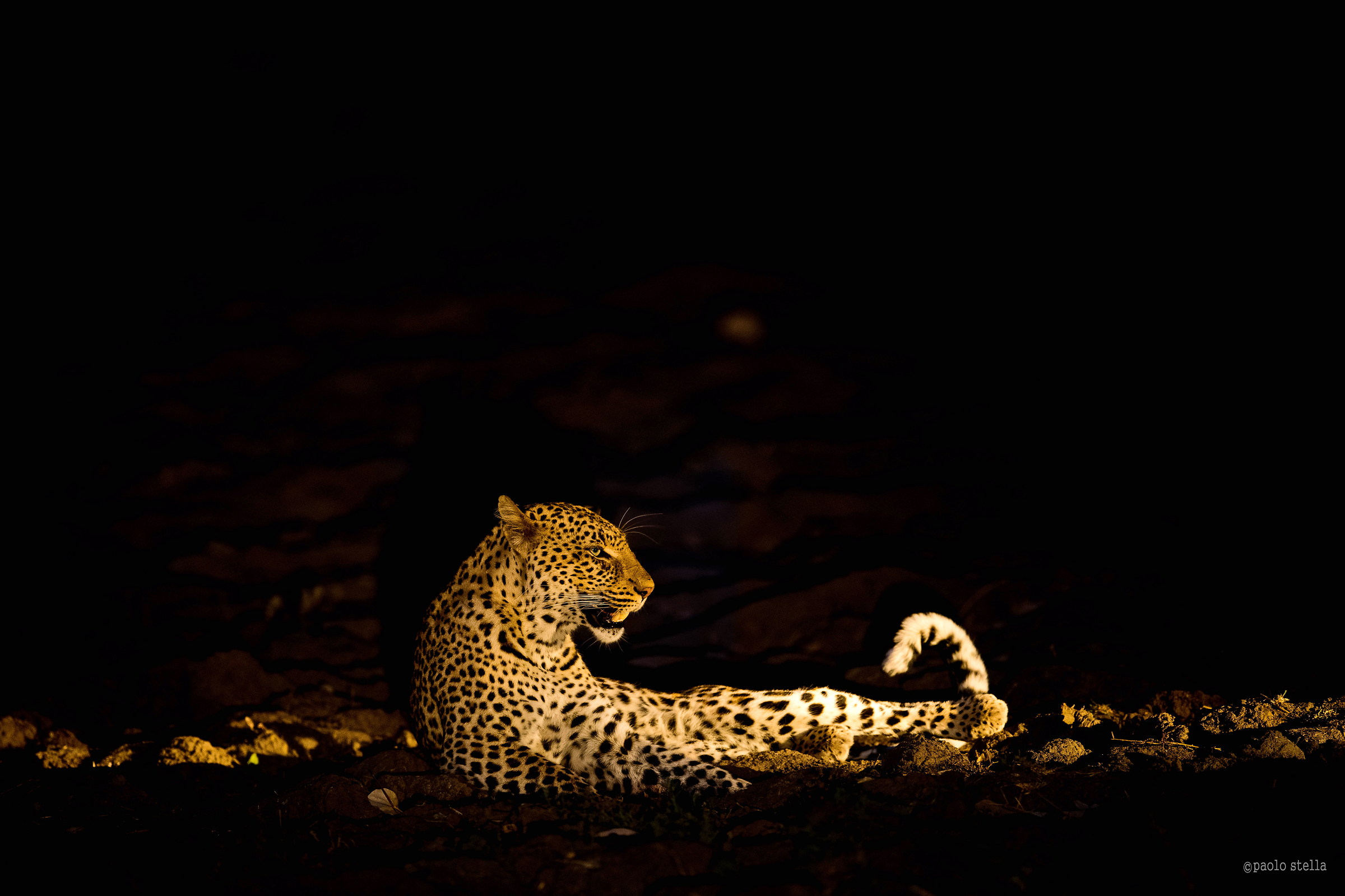 leopard night-time