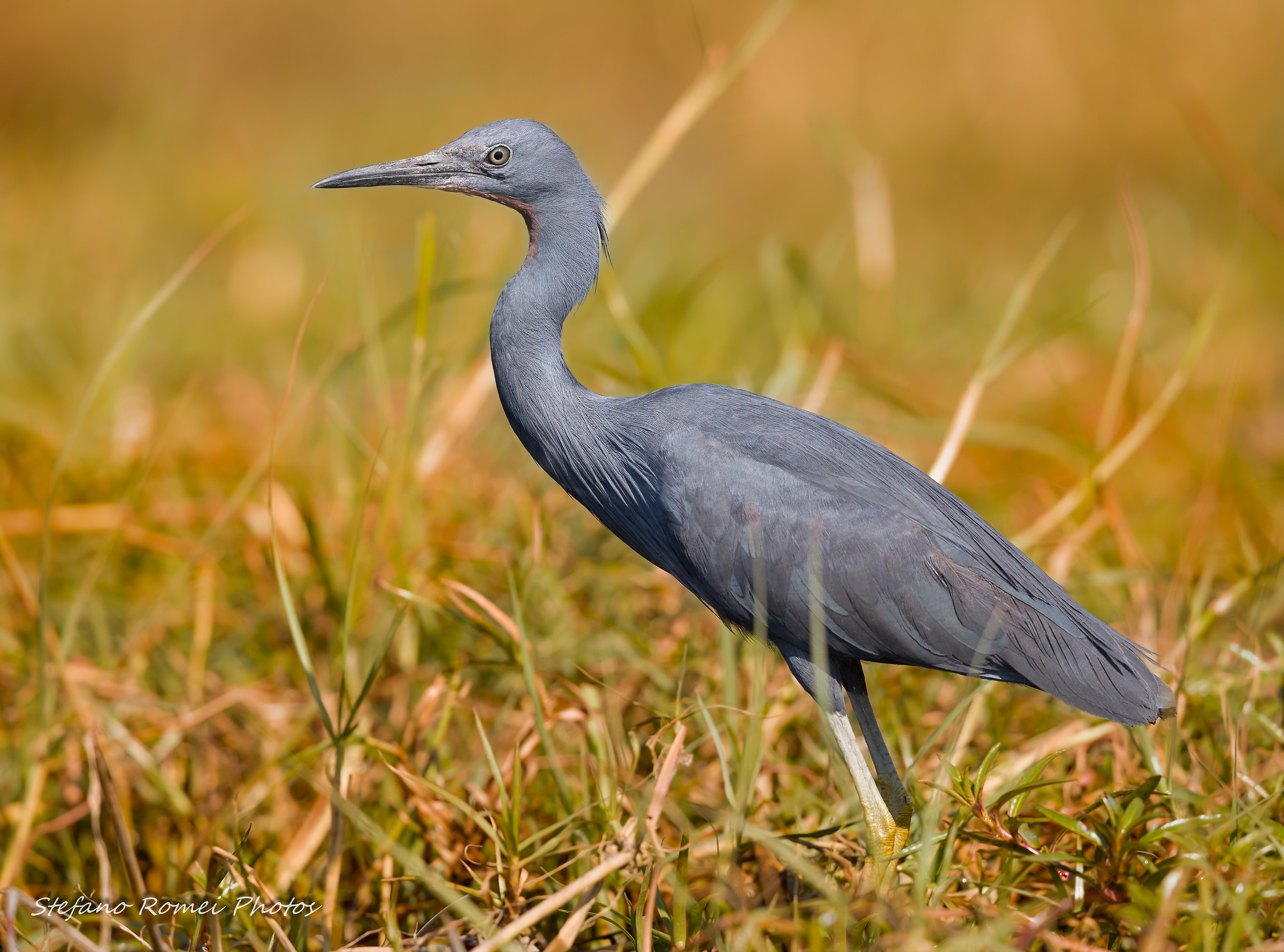 slaty egret