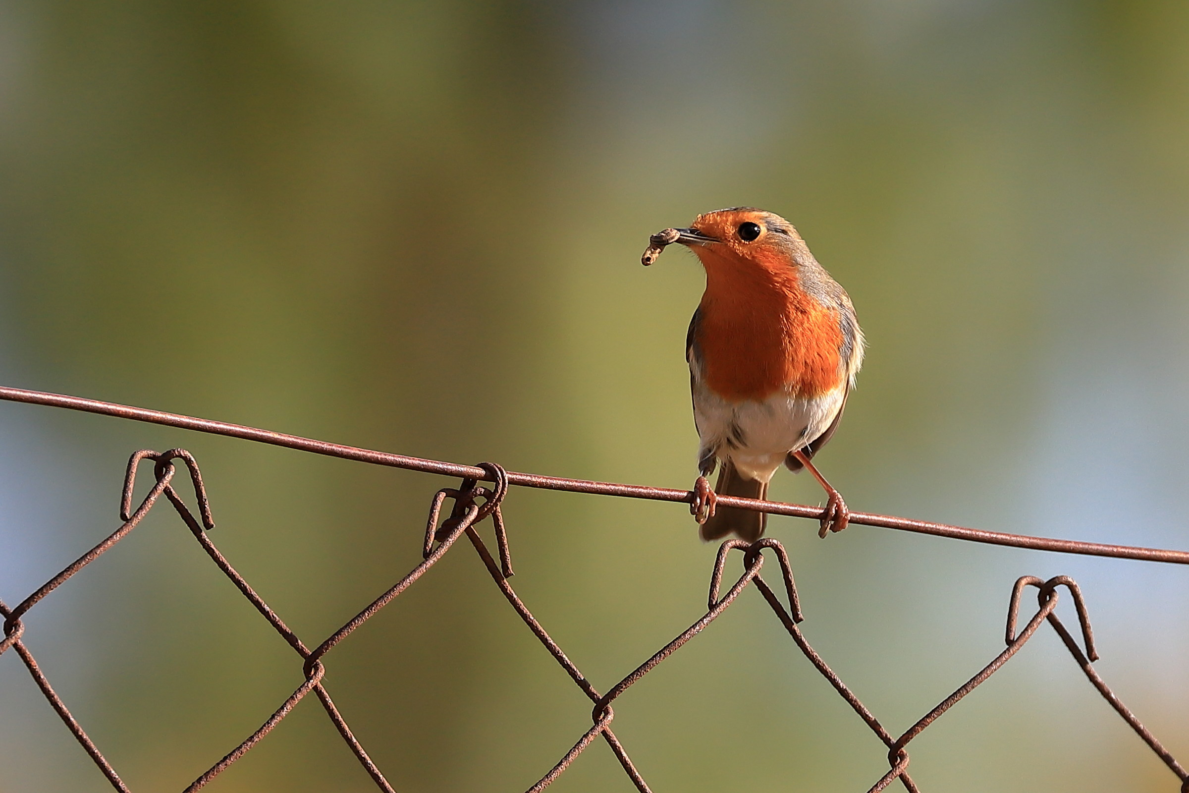 Robin with prey.