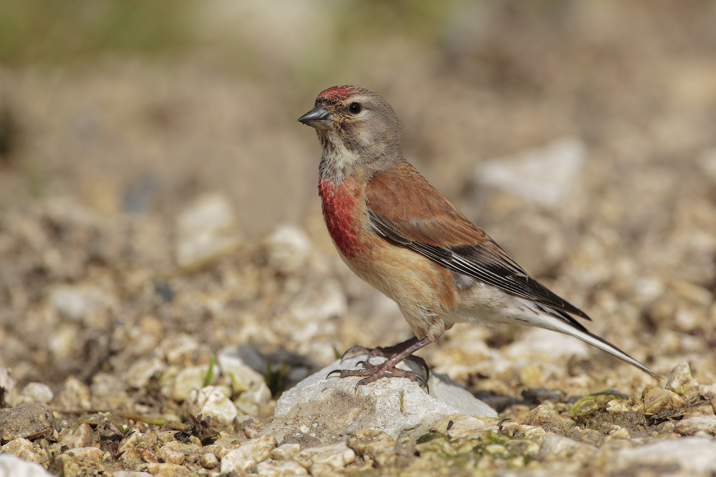 Linnet