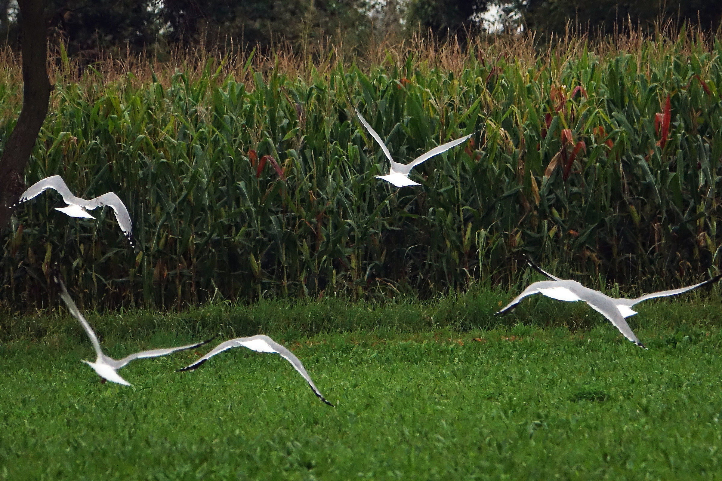 L'eleganza dei gabbiani