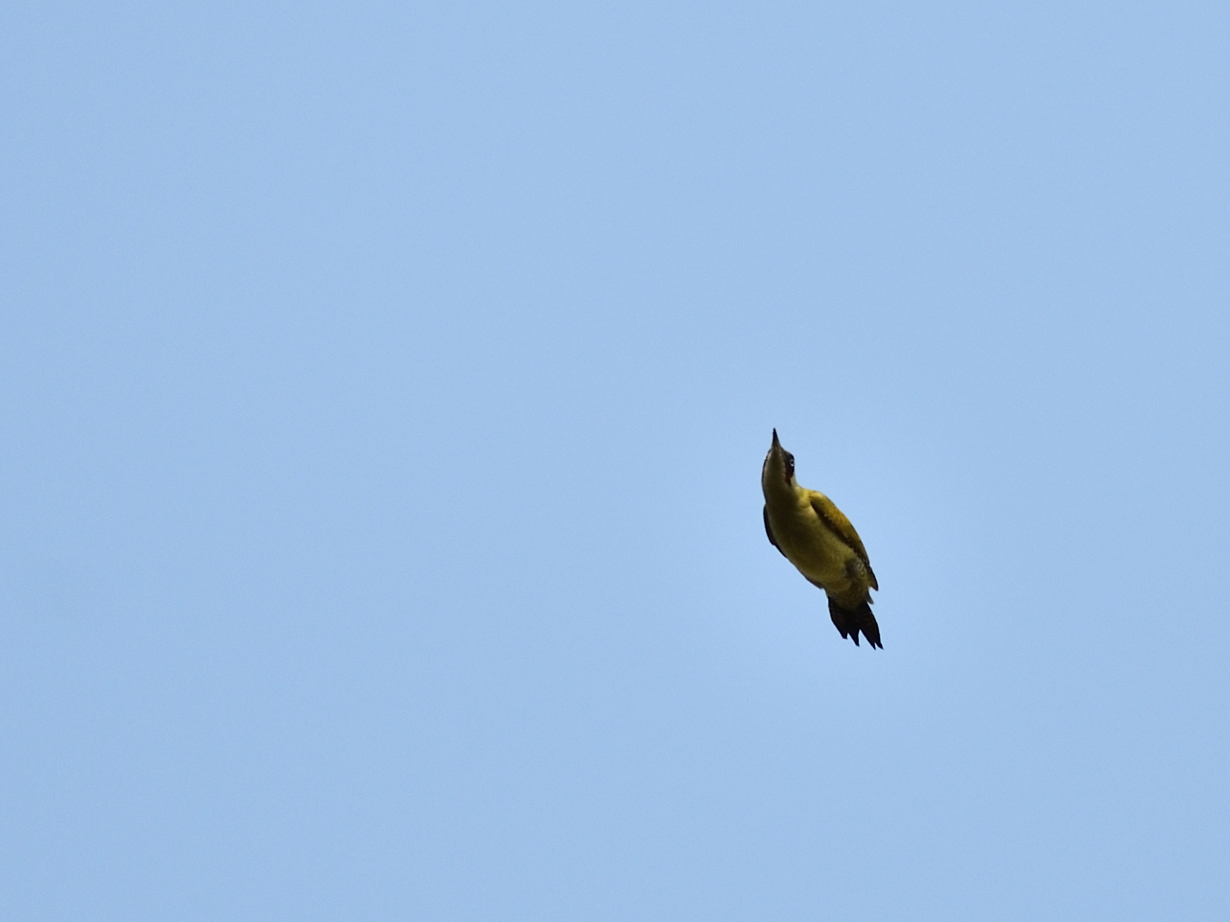 Green woodpecker