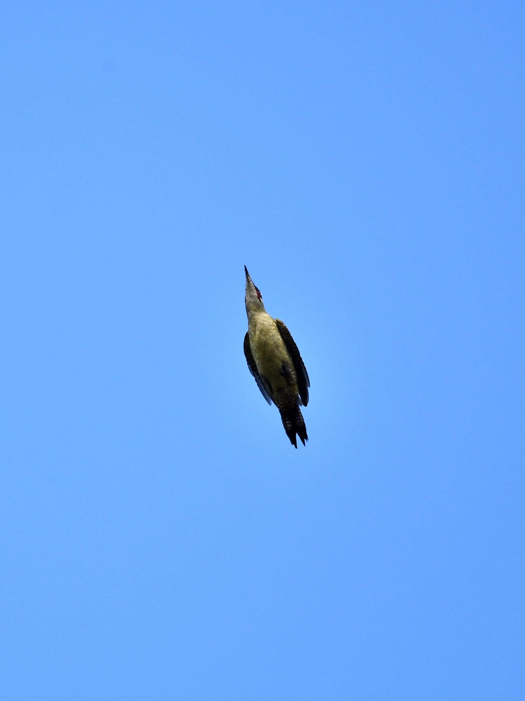 Green woodpecker