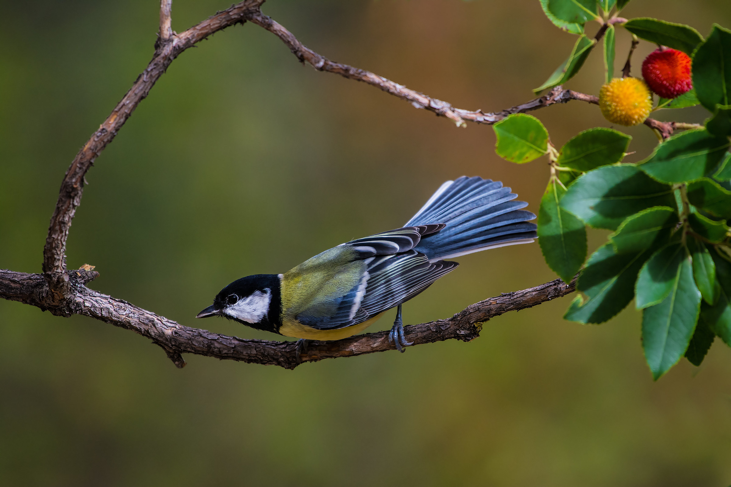 Great Tit