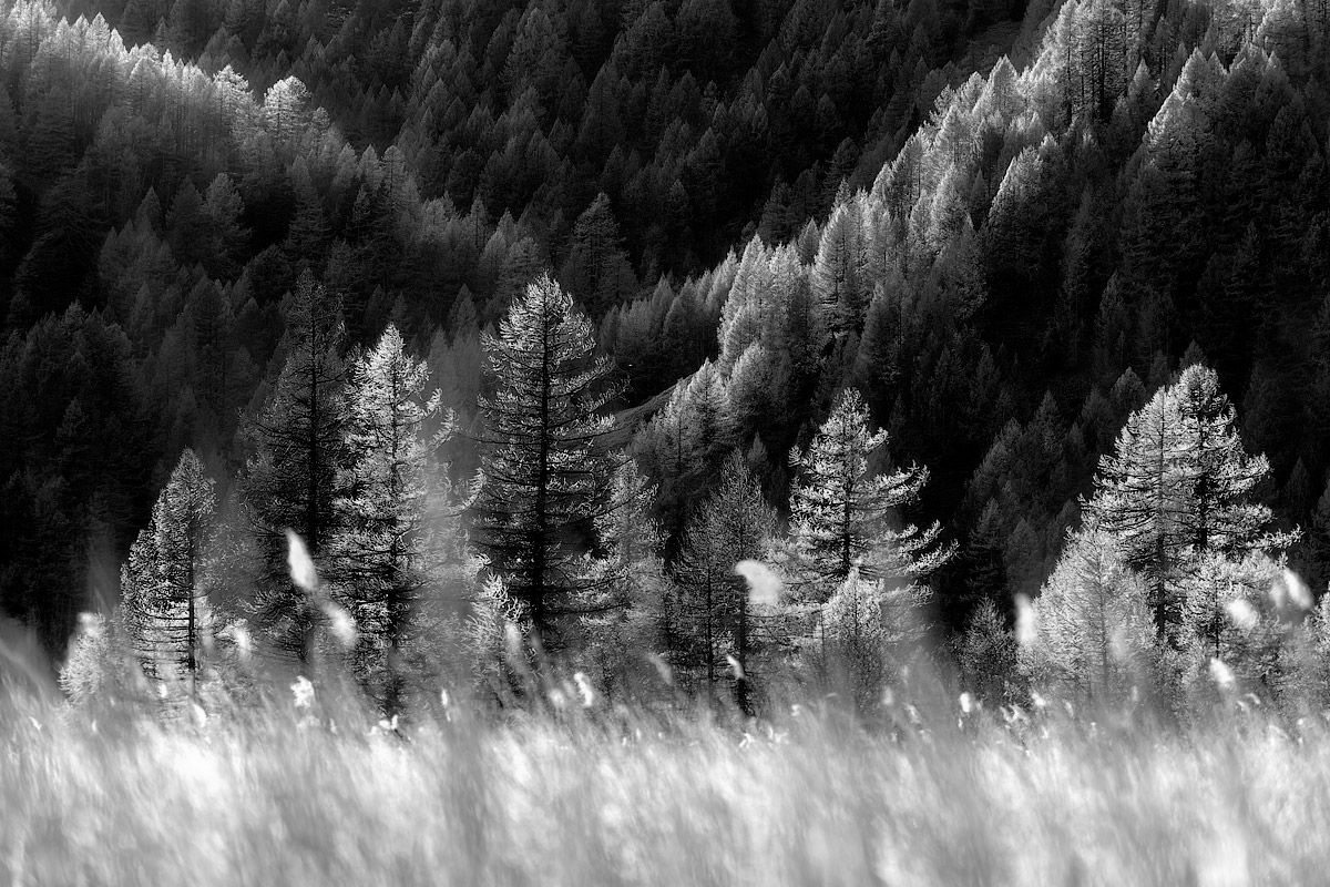the fantastic autumn colors at Devero