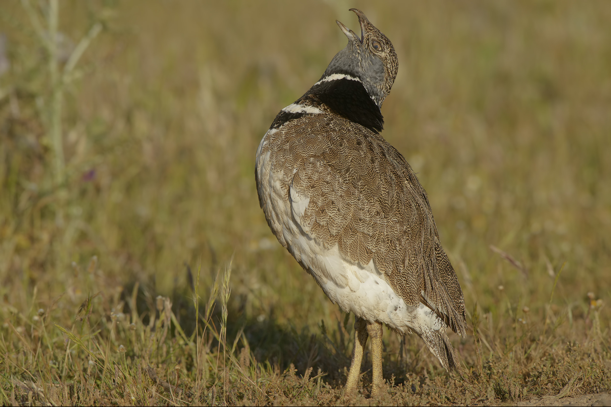 handsome male in singing
