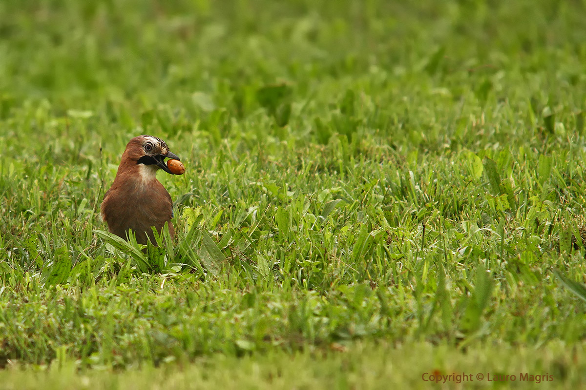 Ghiandaia con ghianda