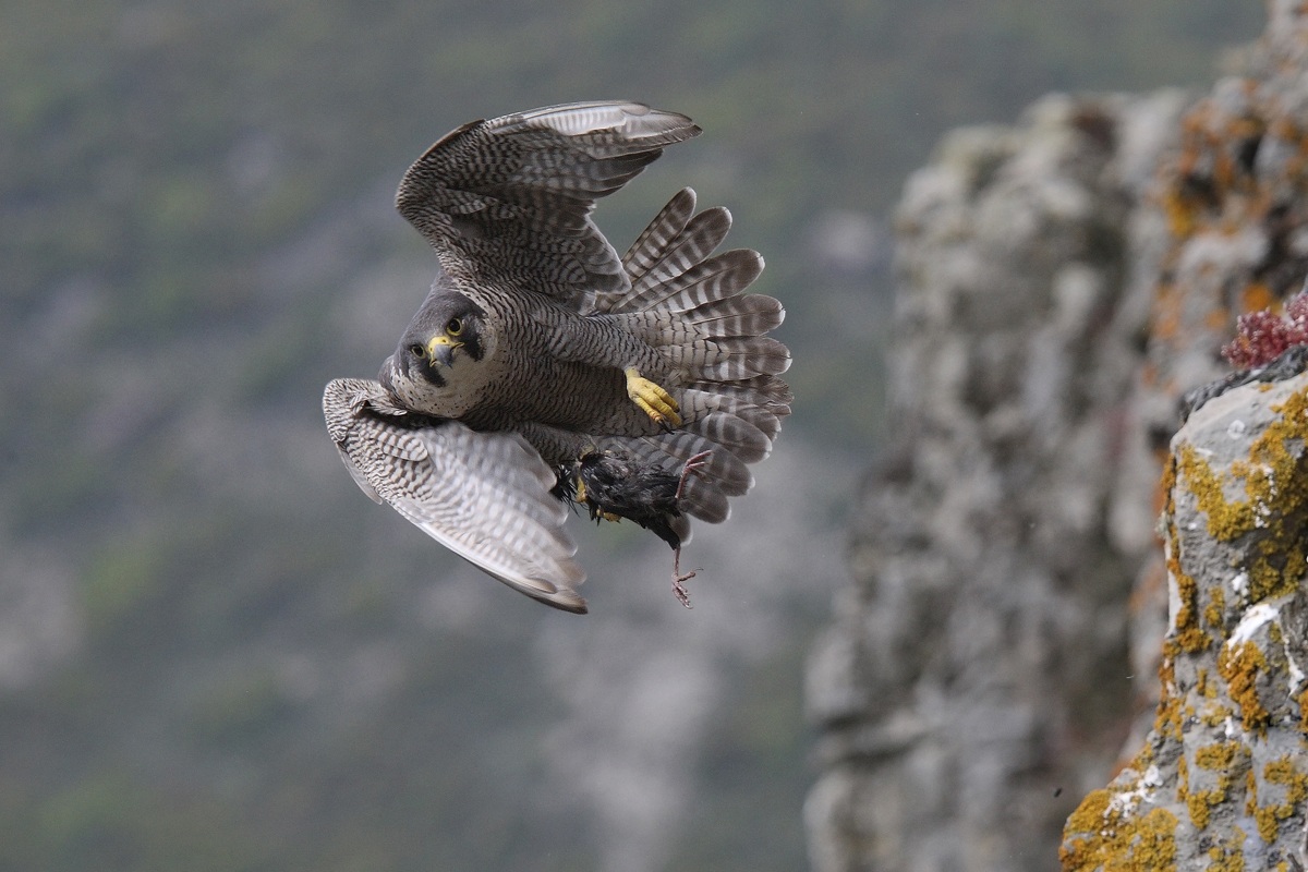 Peregrine