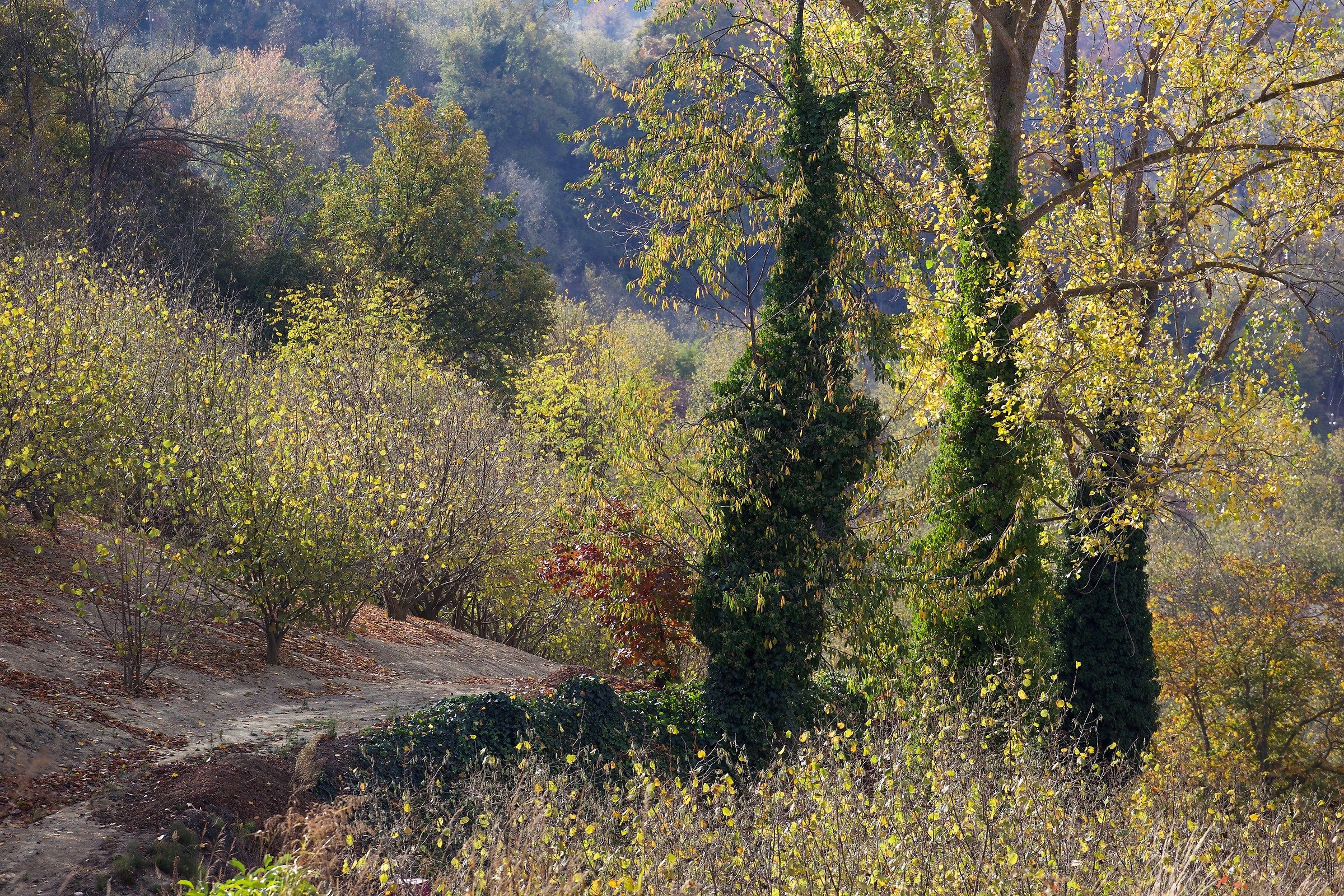 Autunno in Langa (Bosia)