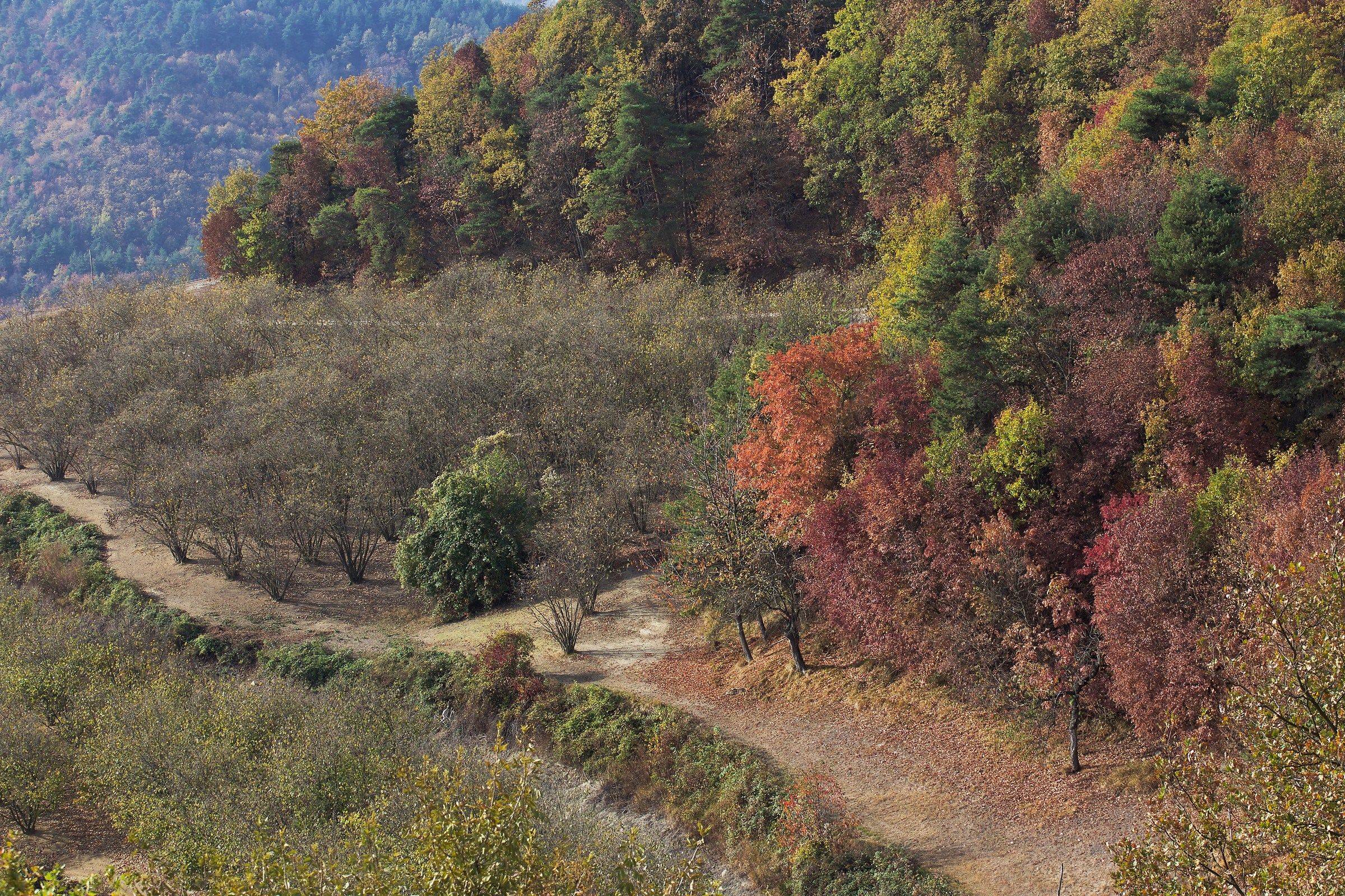 Ottobre, Lequio Berria