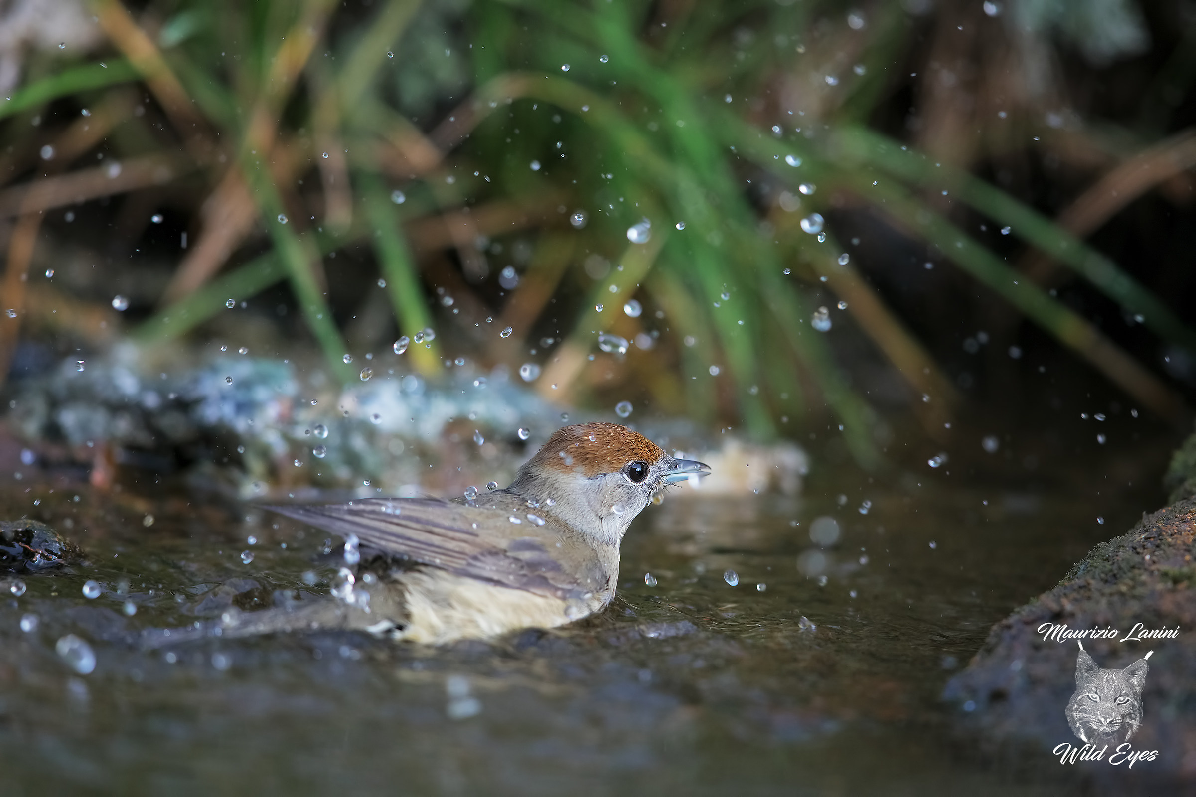The lady's bath