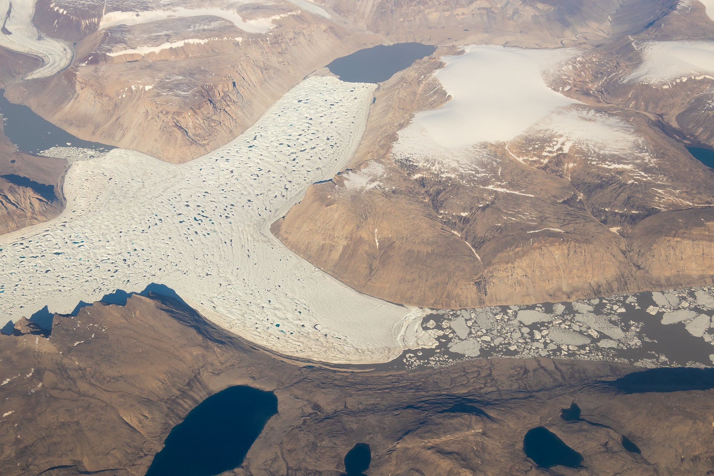 Colomba pasquale di ghiaccio