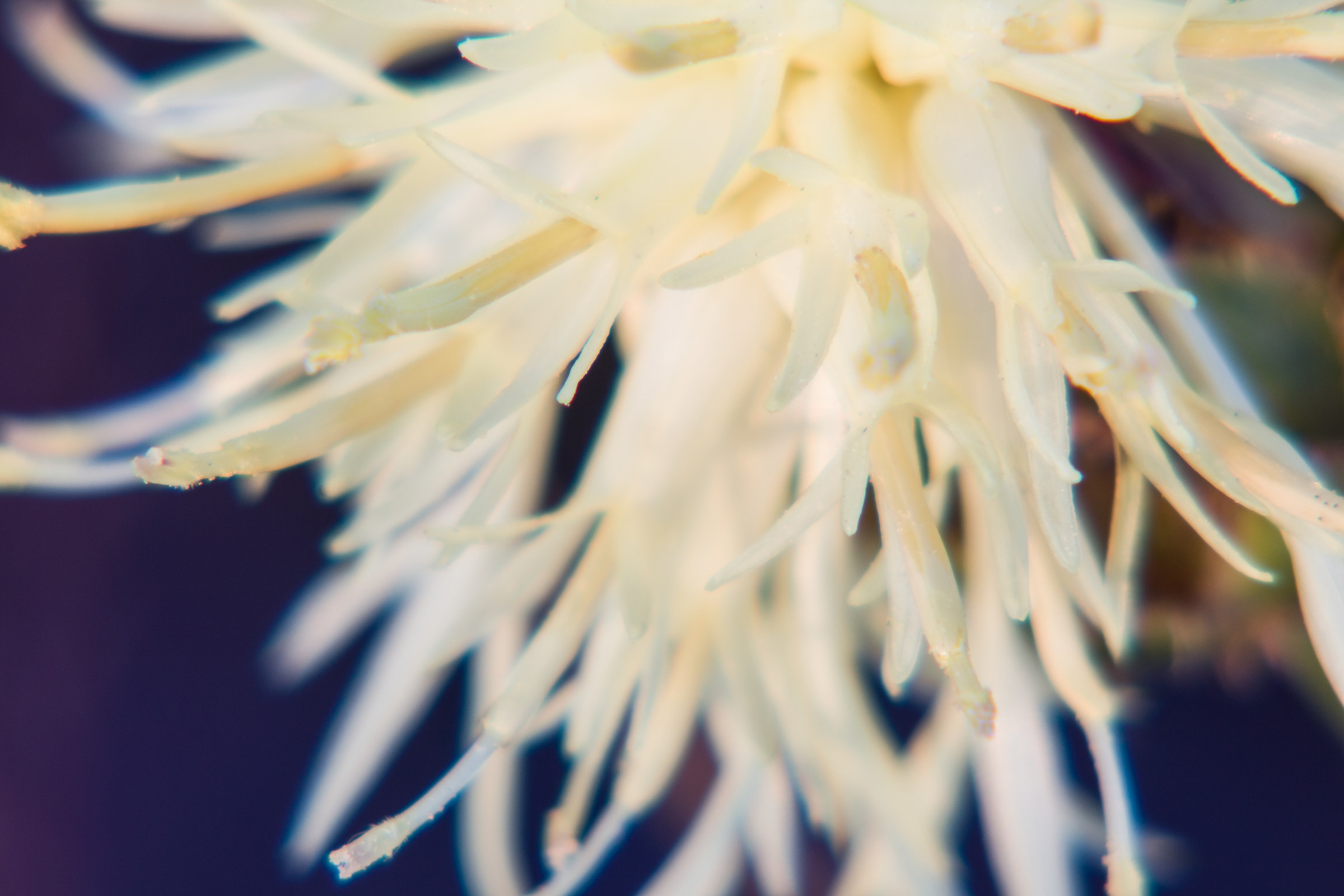 Test Kenlock 135mm f / 2.8 + macro tubes