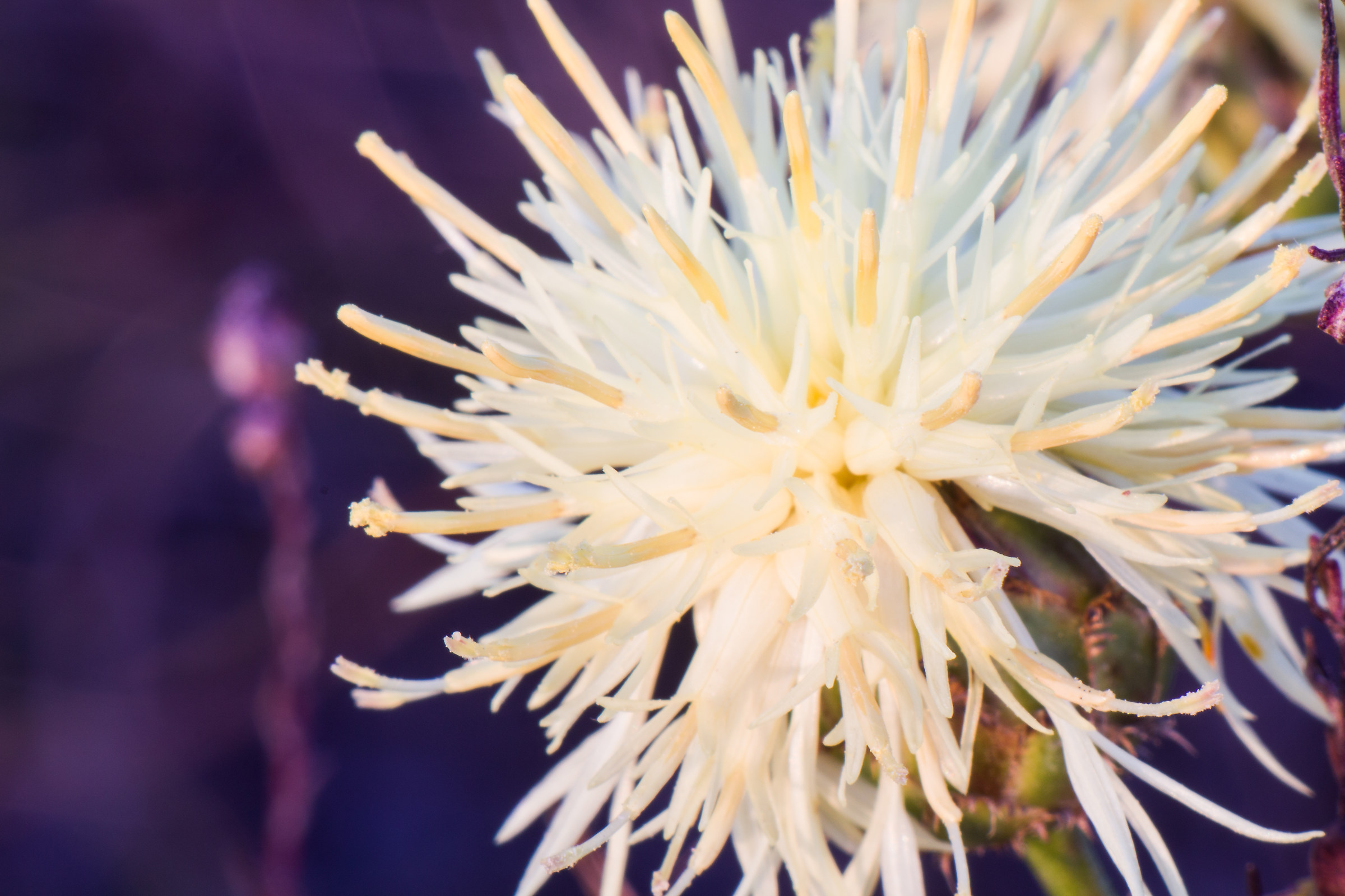 Test Kenlock 135mm f / 2.8 + macro tubes