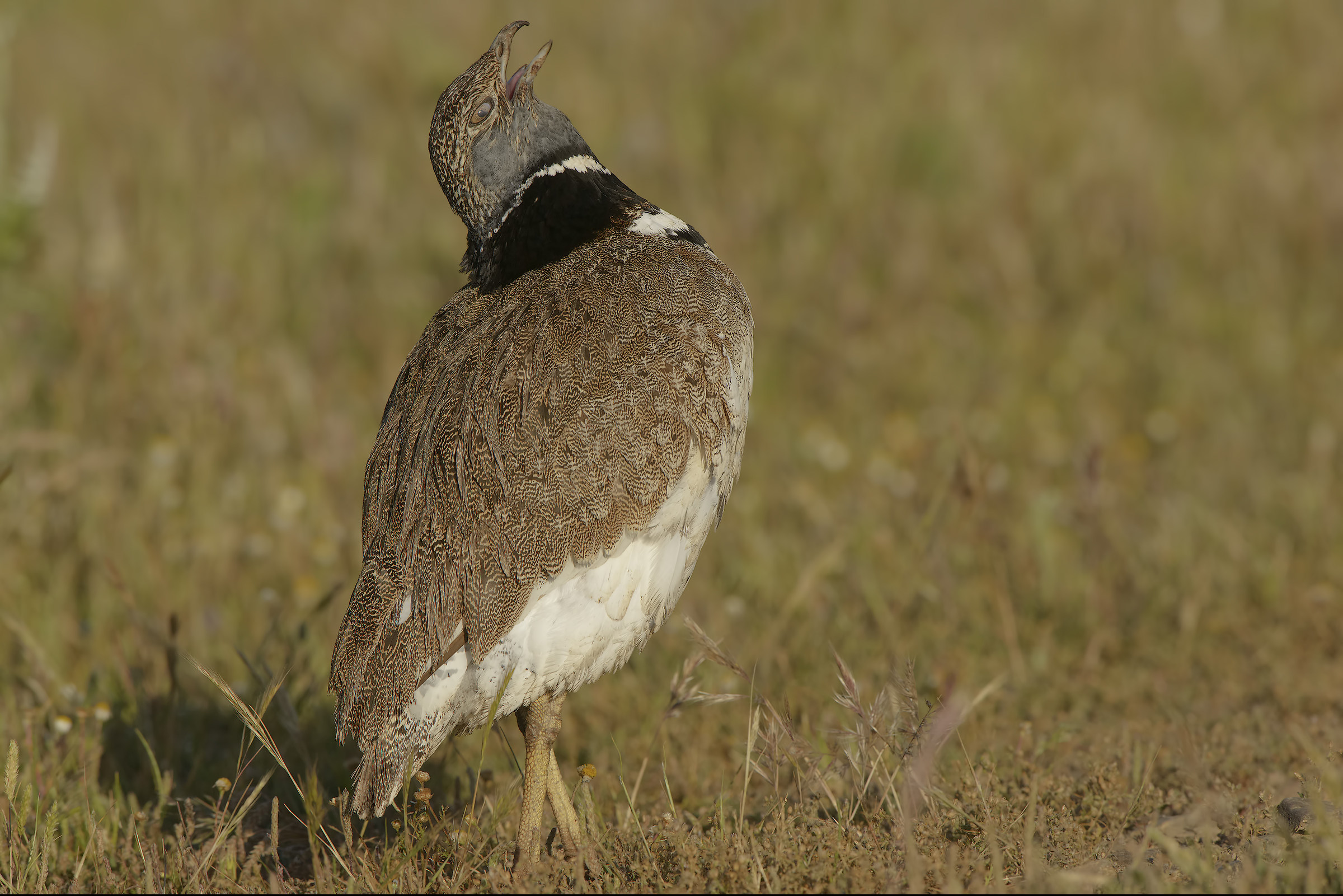 male of singer-songwriter 2