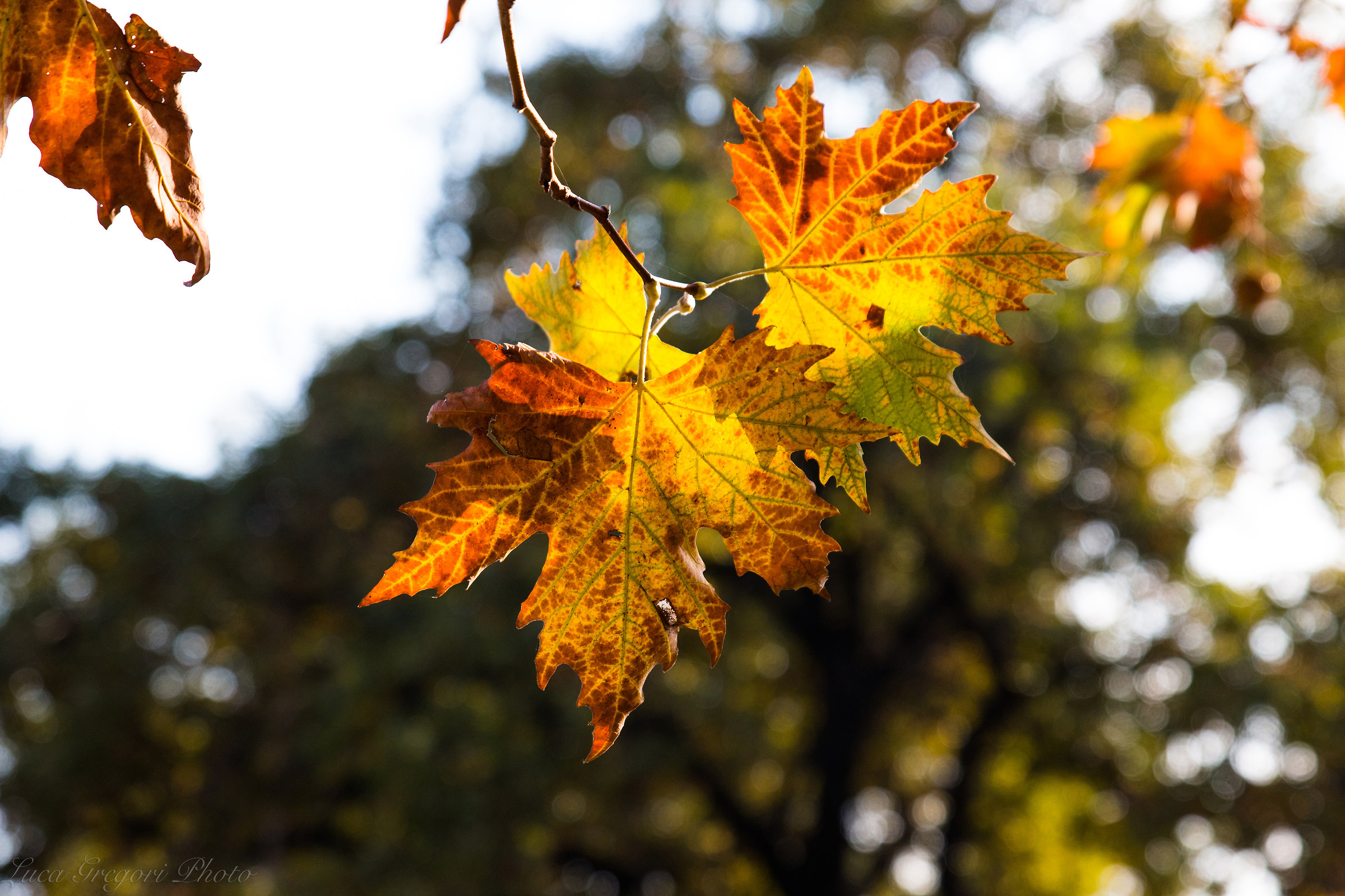 The Autumn Between Us