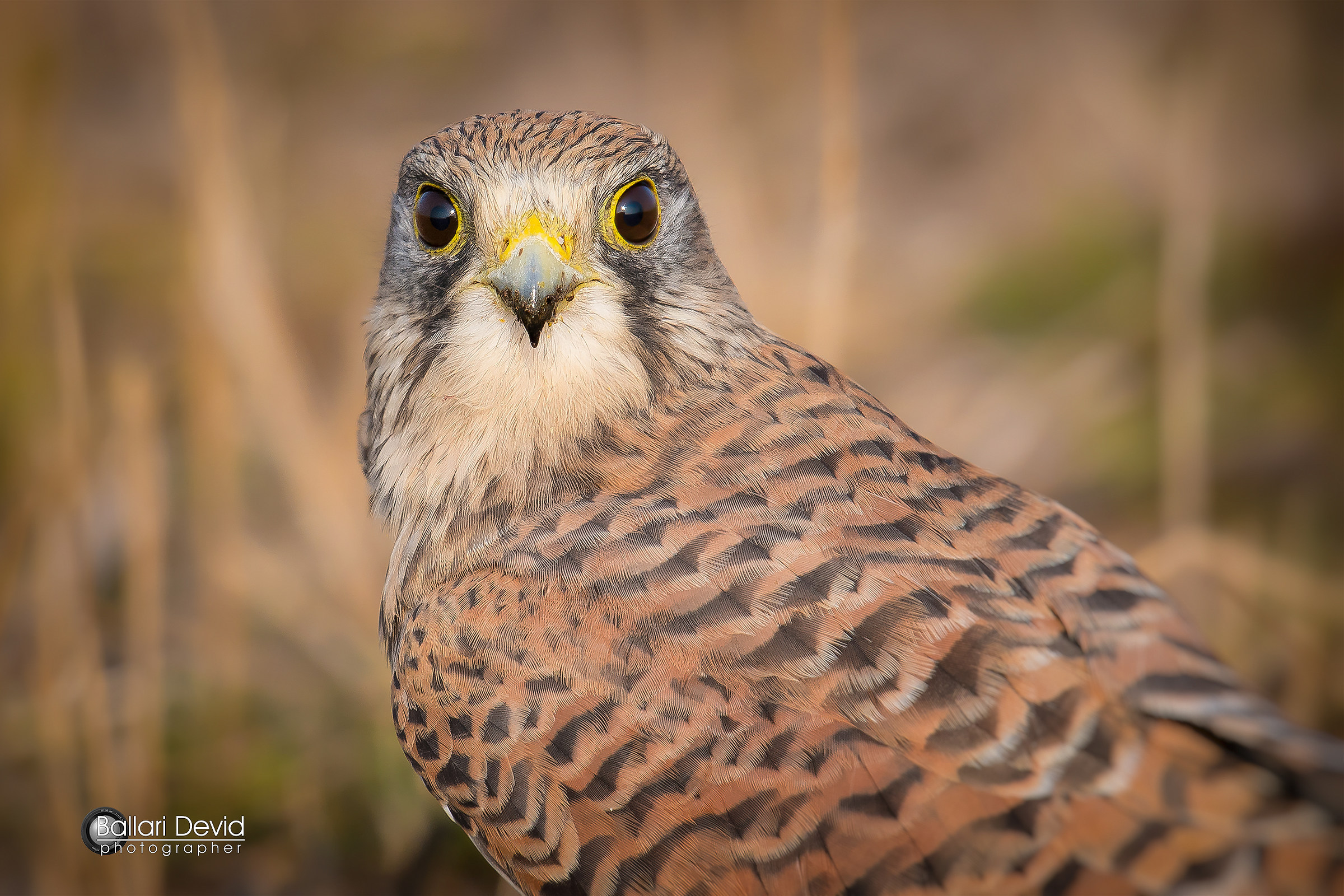 a tu per tu con il gheppio