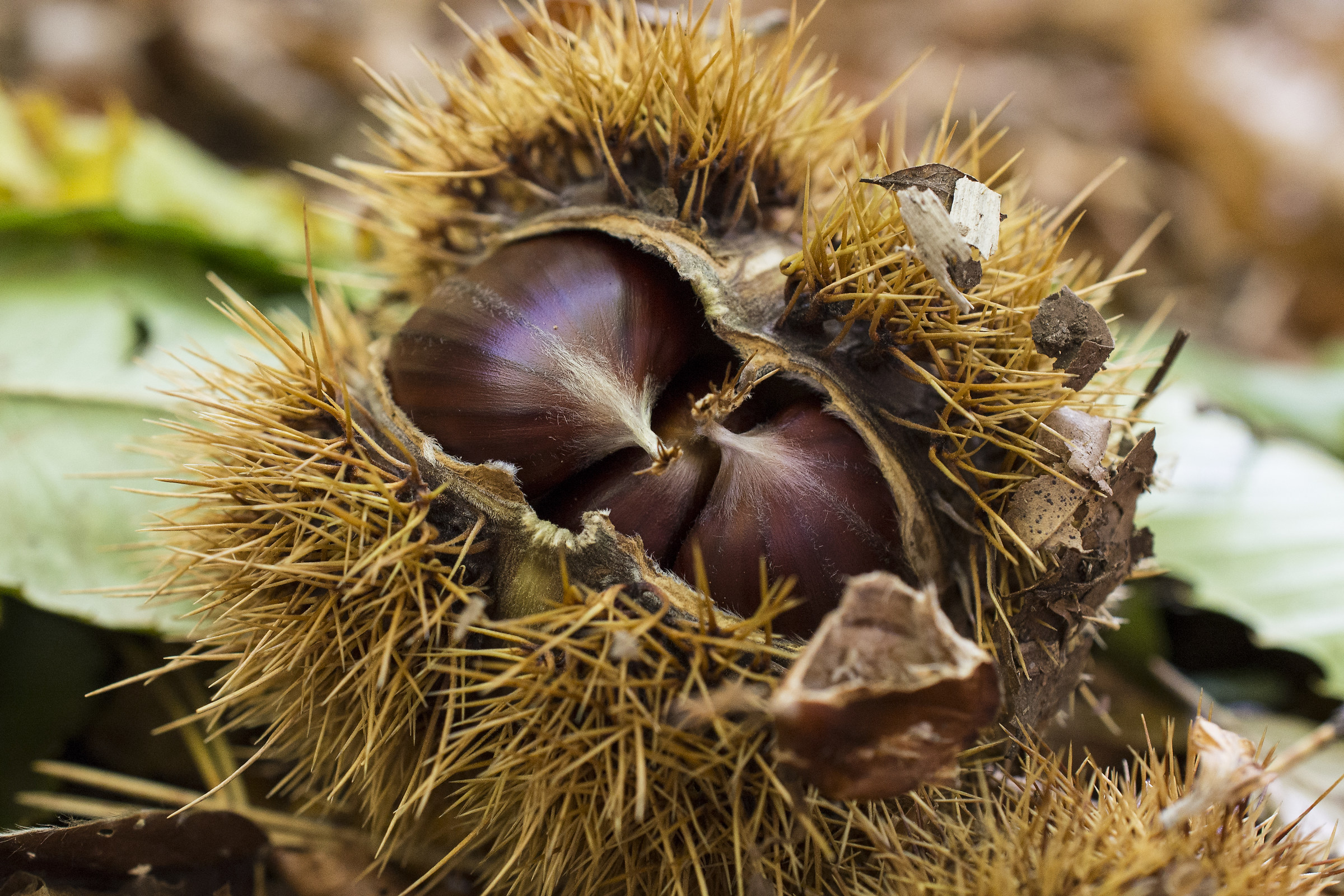 chestnuts ...