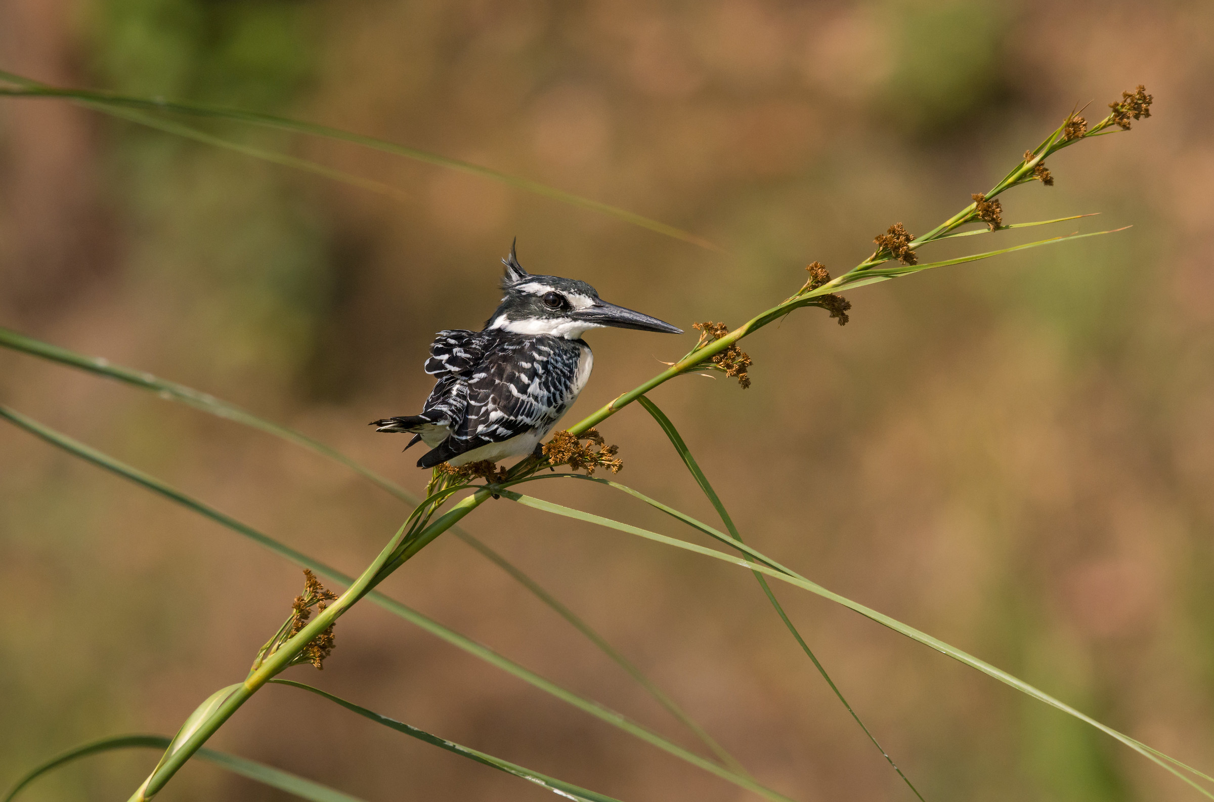 Pied Kingfisher