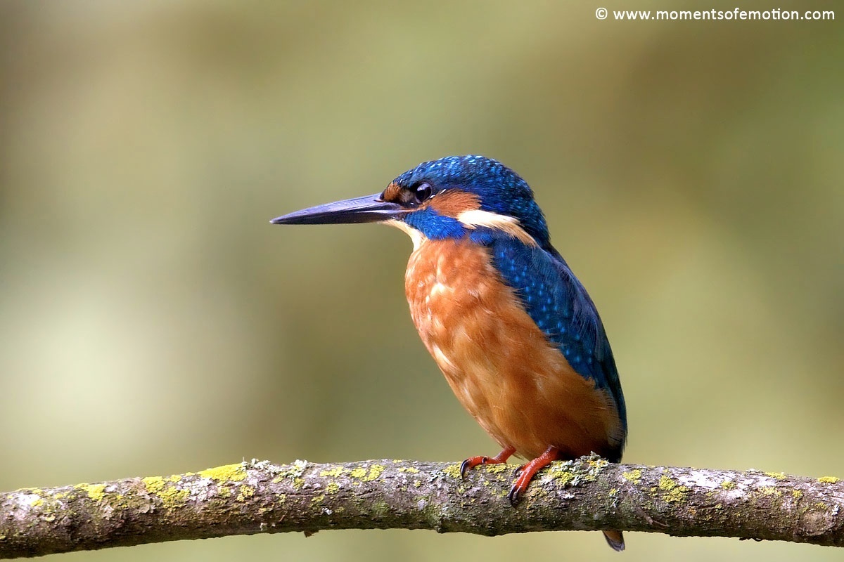 My Martino .... finally!