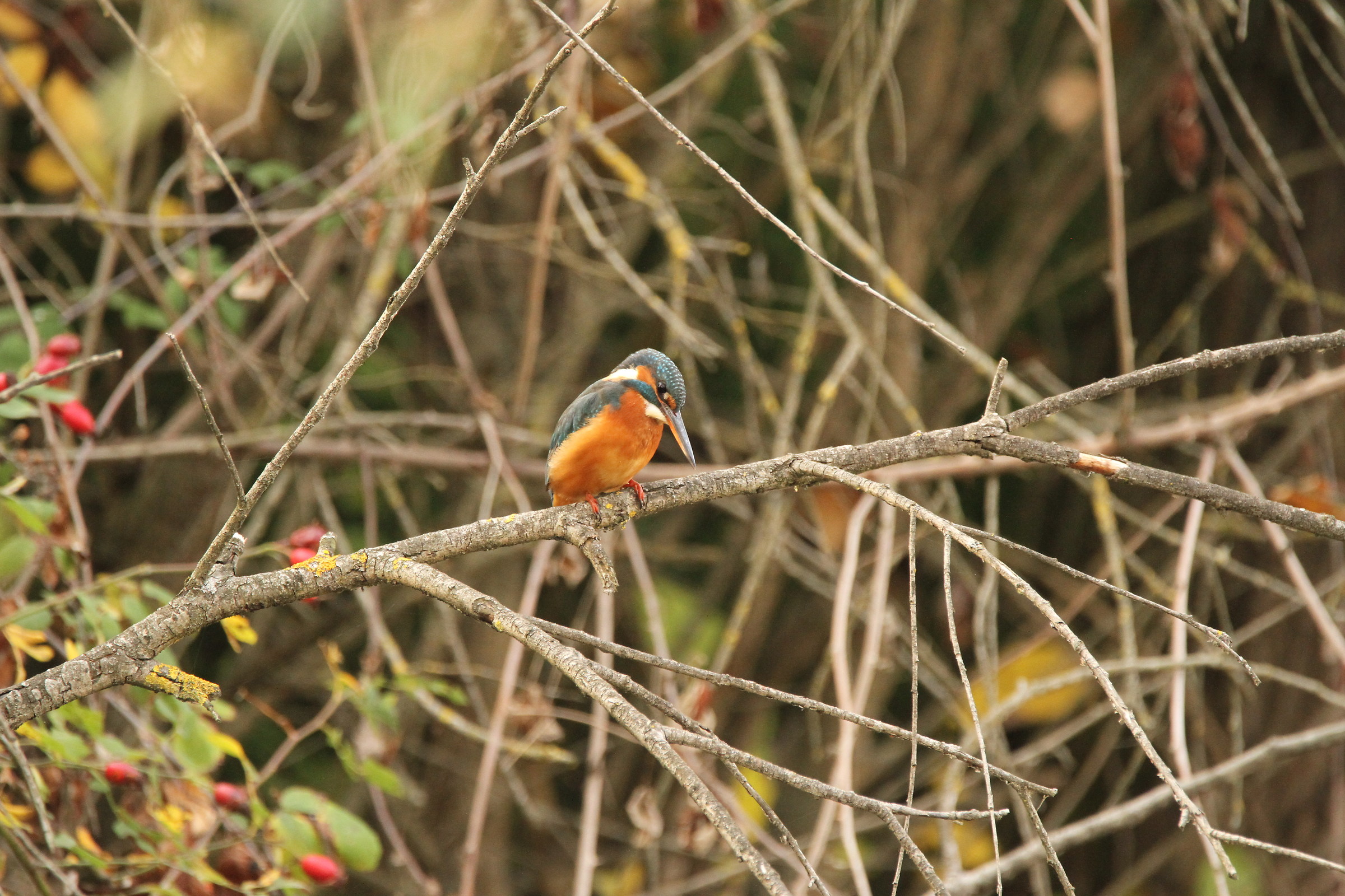 Kingfisher