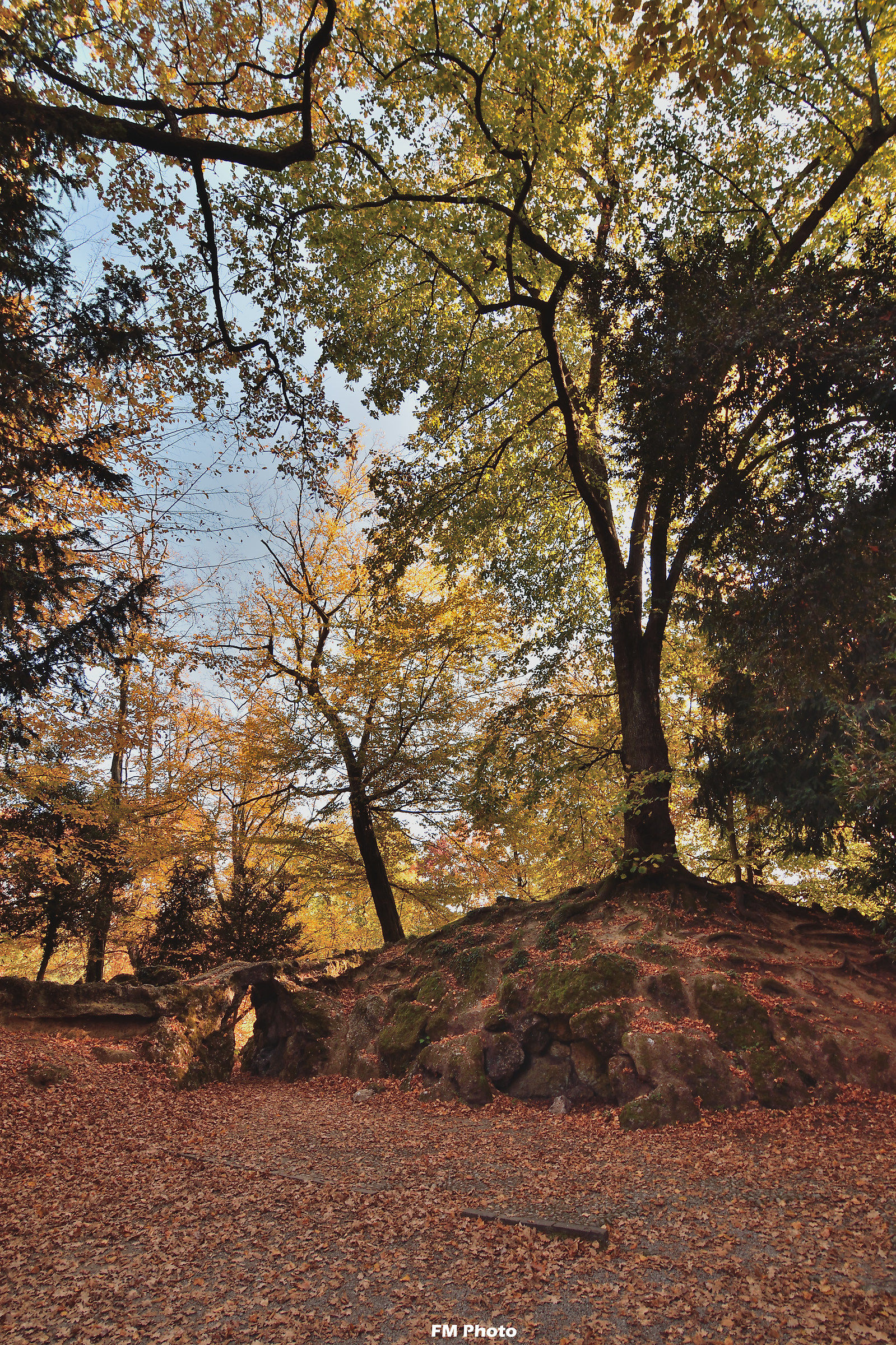 Nel bosco incantato ...