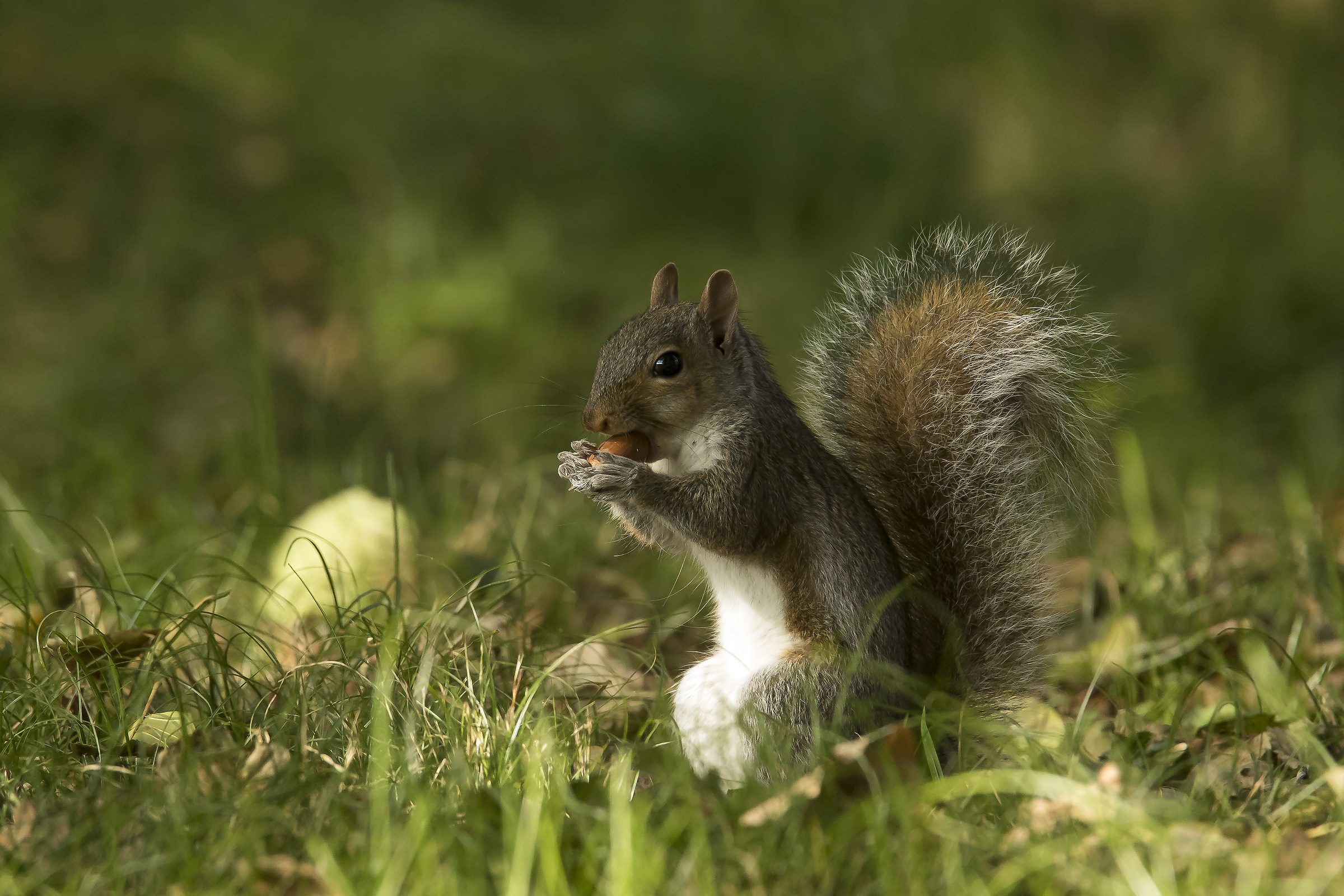 Scoiattolo grigio americano 1