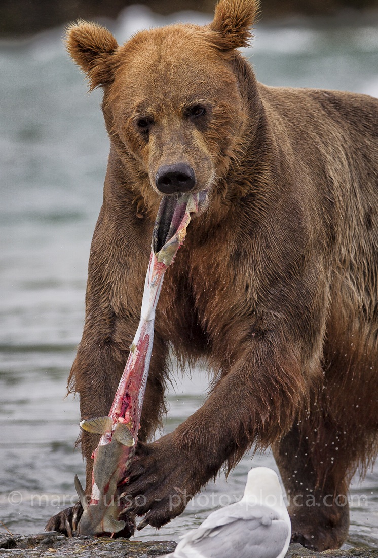 katmai - Alaska