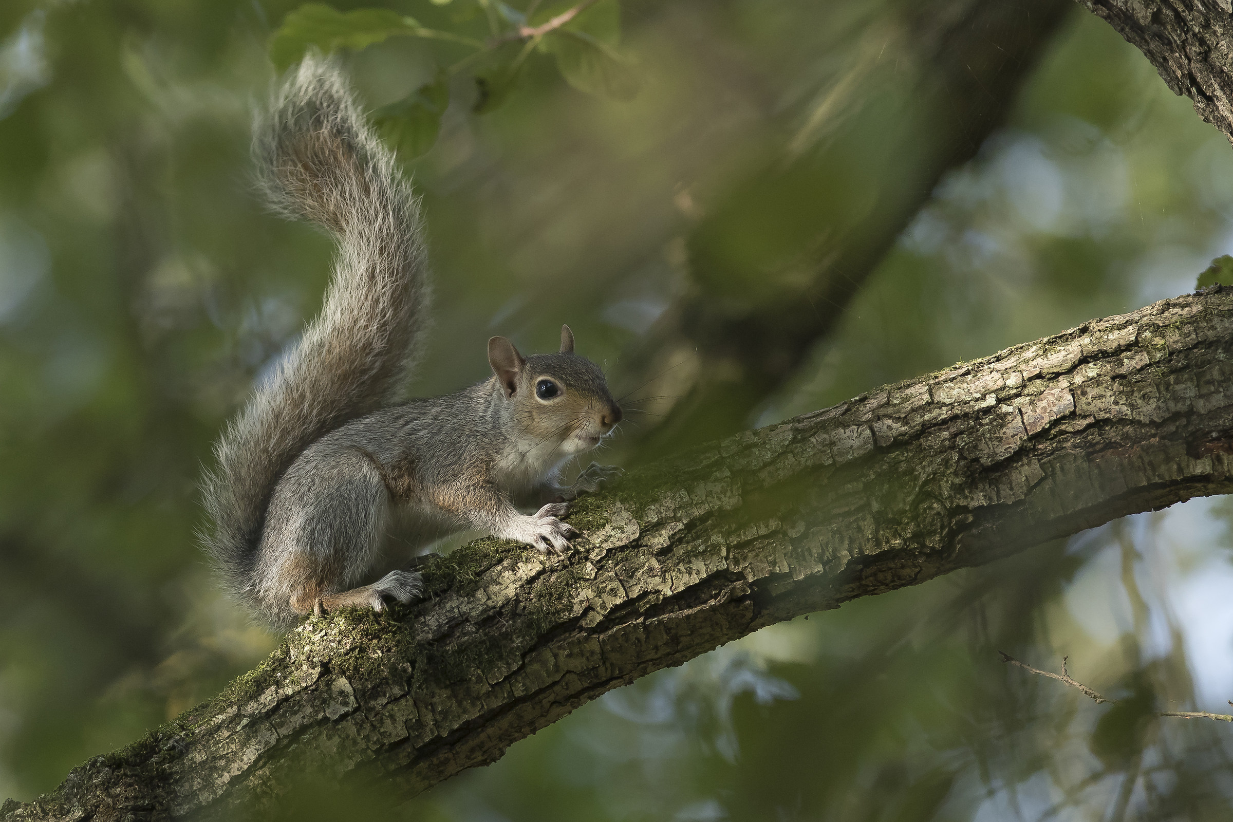 Scoiattolo grigo americano 2