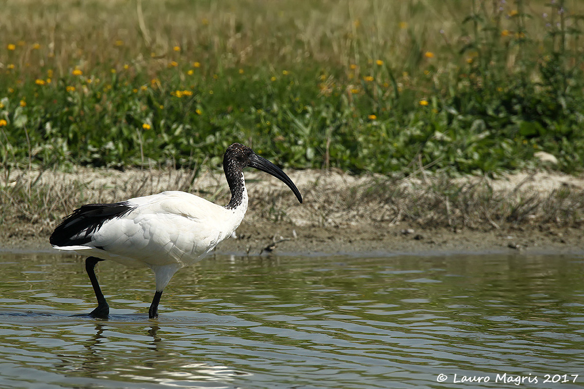 Passeggiata acquatica