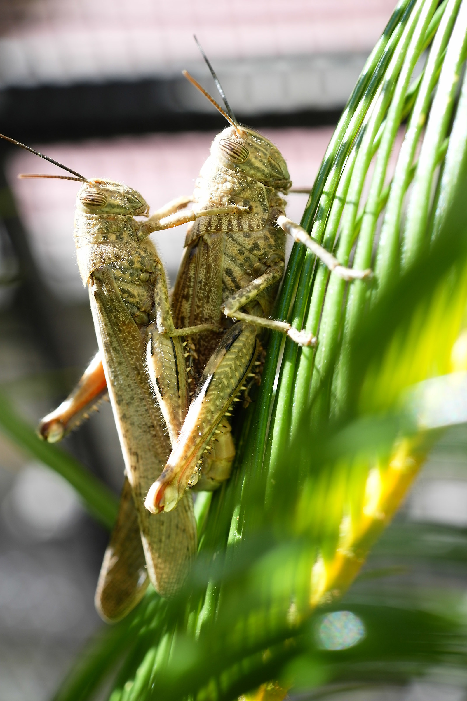 locusts