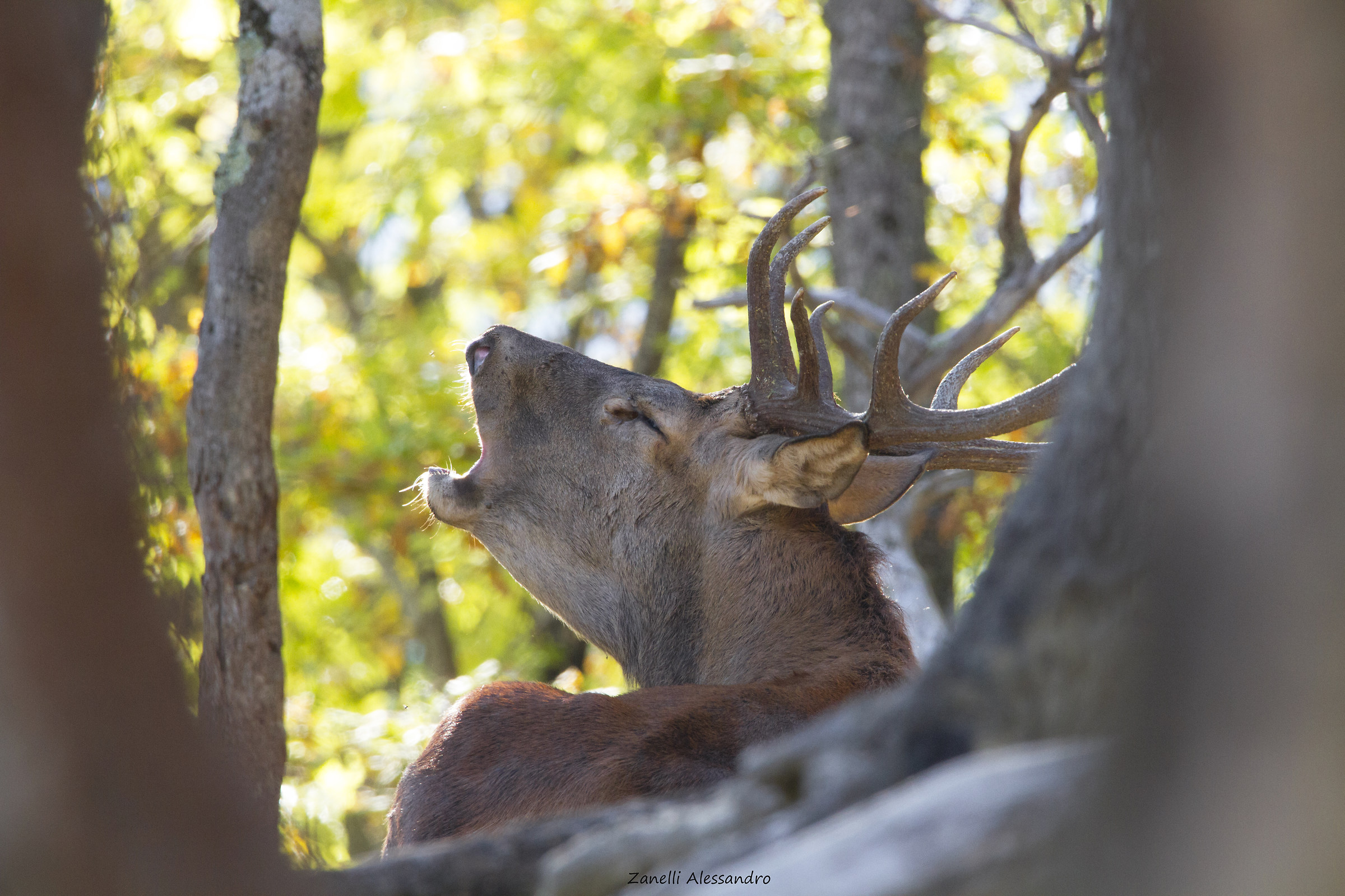 Durante il riposo, il bramito