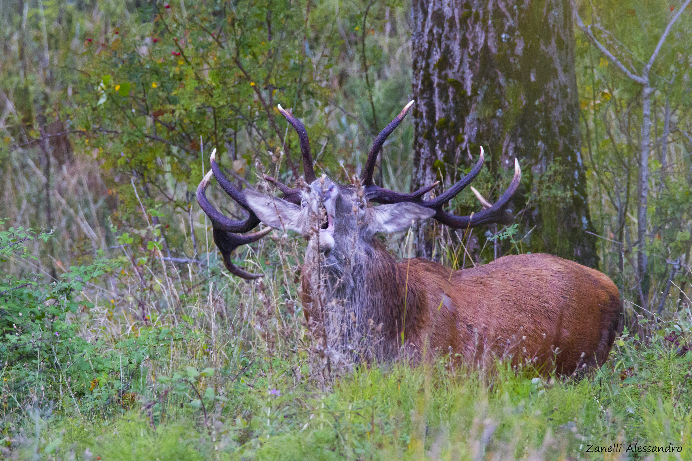 Blow and express a wish