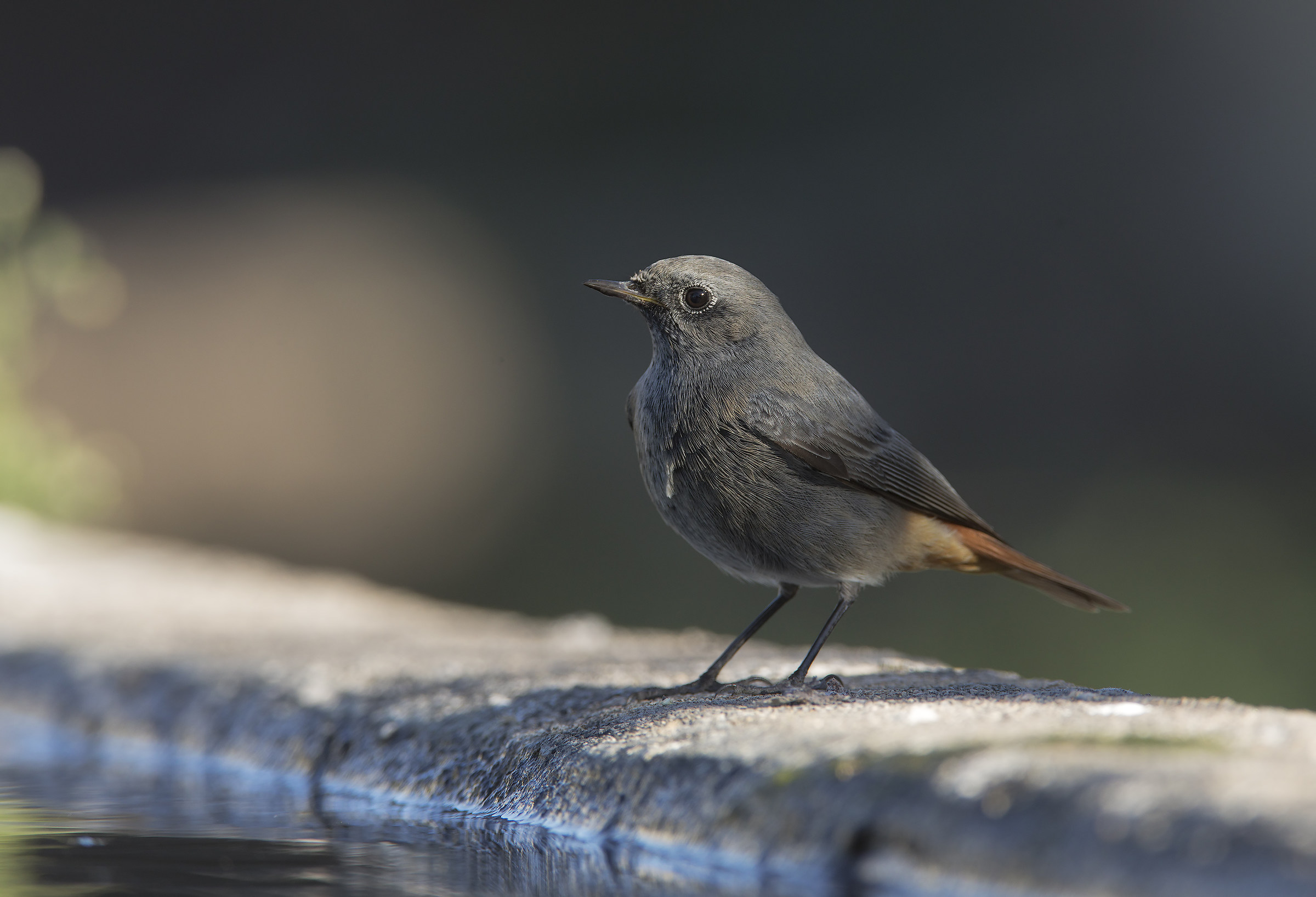 codirosso spazzacamino