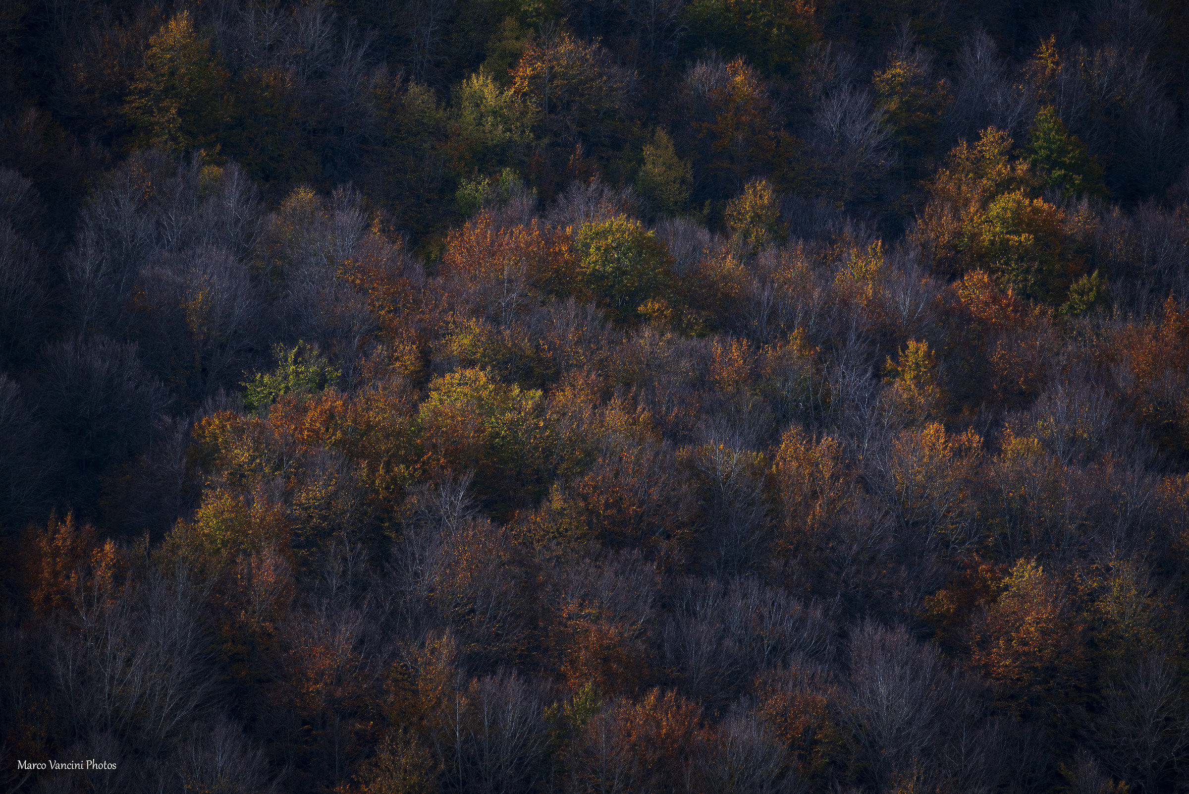 the colors of autumn