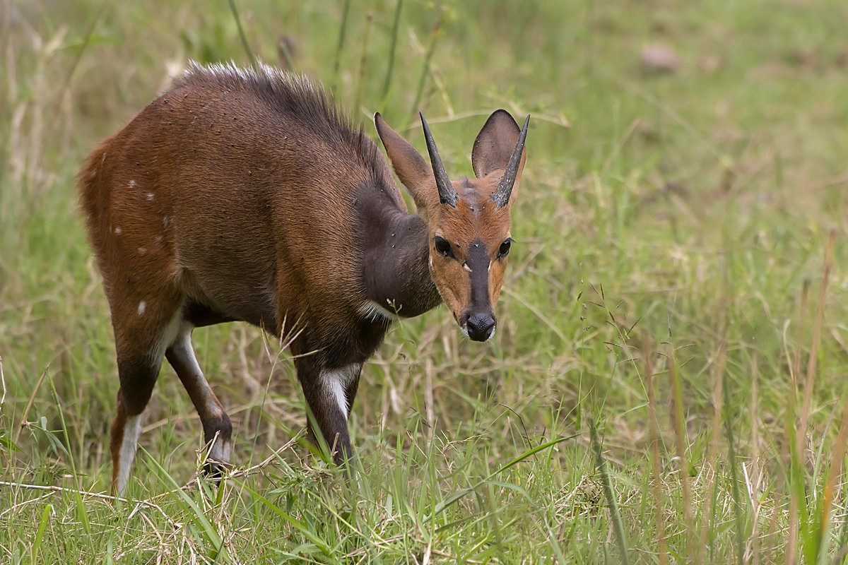 Bushbuck