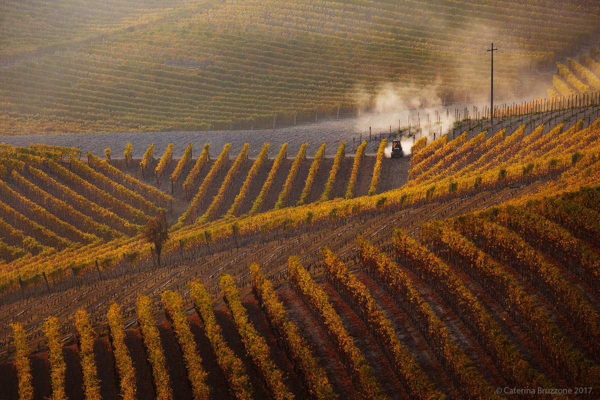 Dust in the vineyard