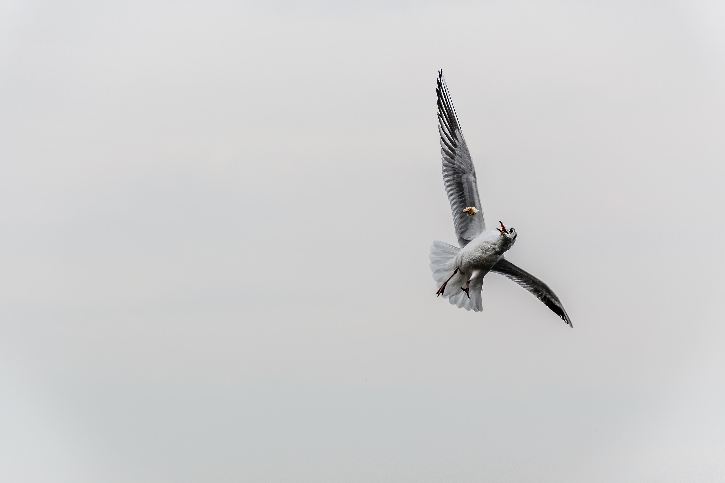 Un boccone... Al volo!