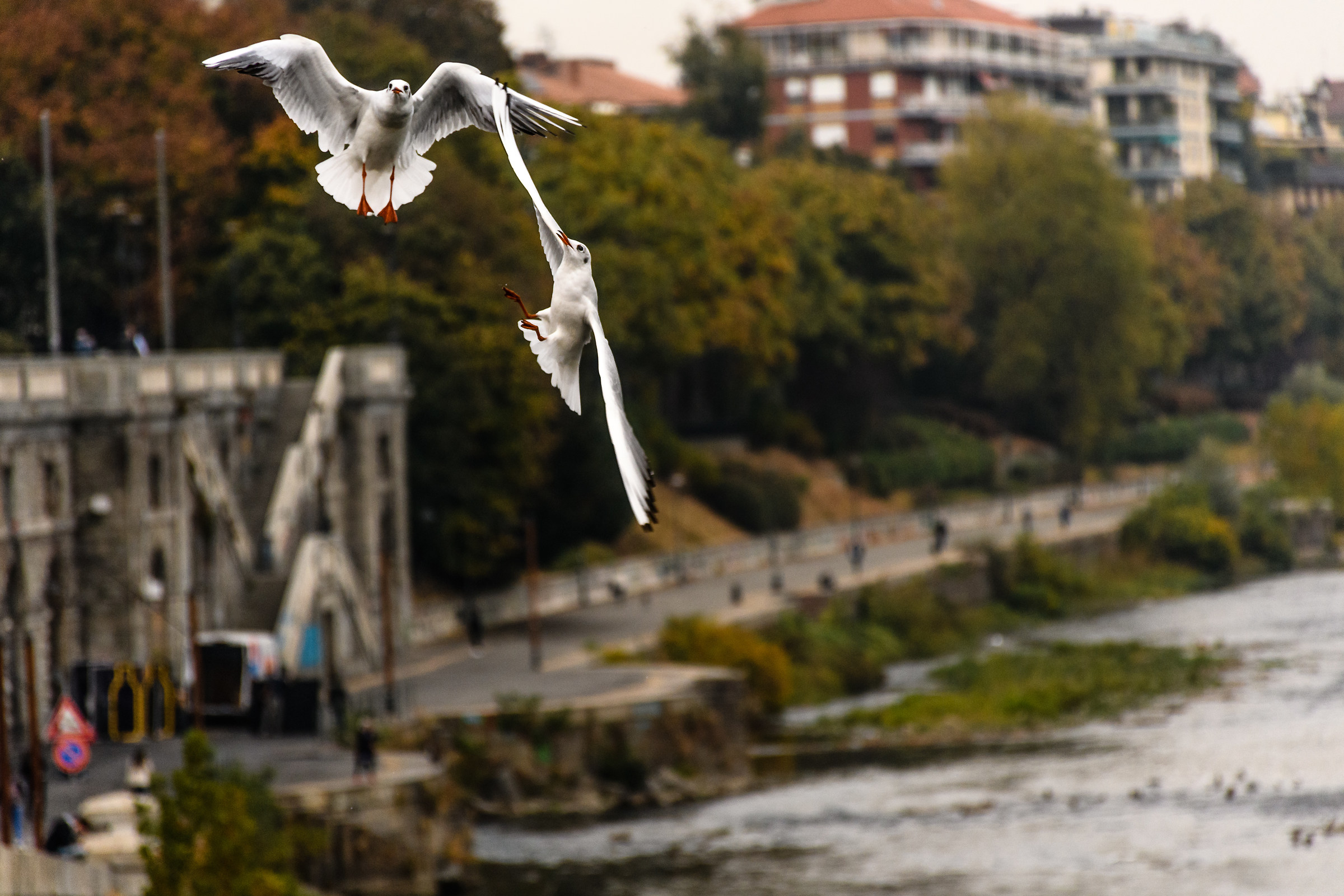 In lotta per il pranzo