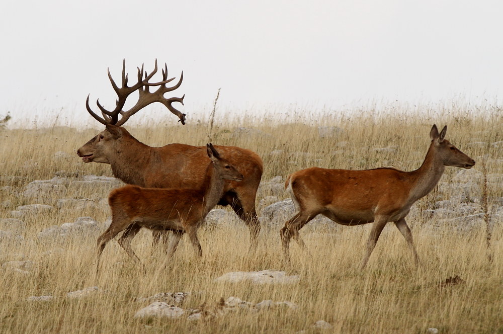 Cervo pendolino con famiglia