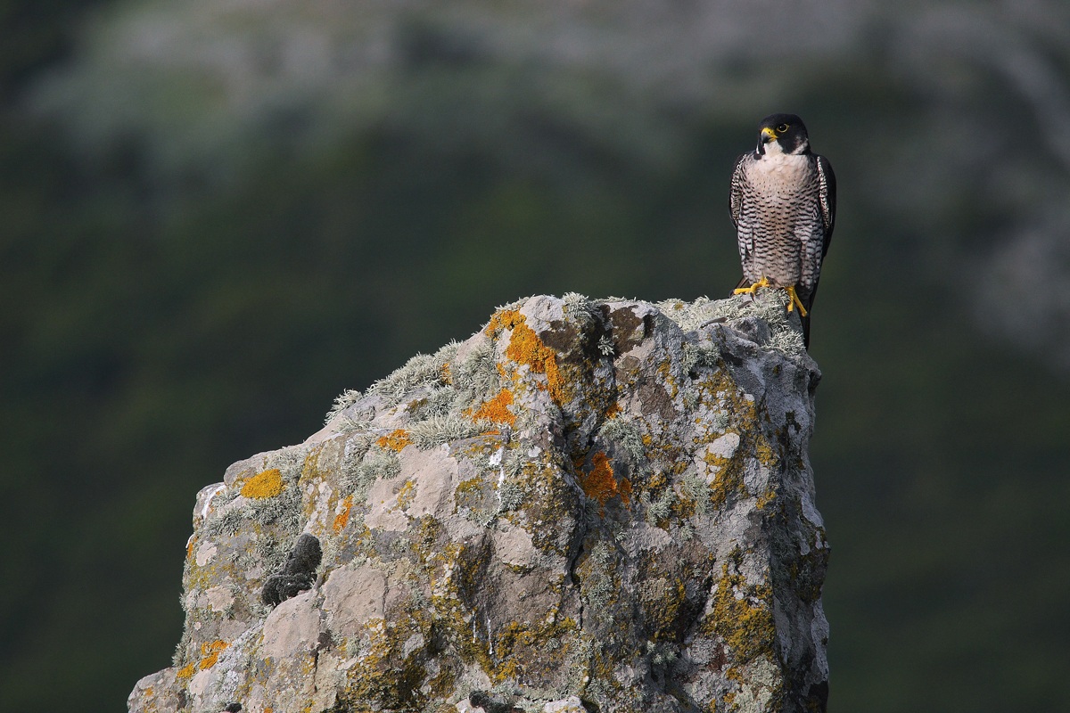 Peregrine
