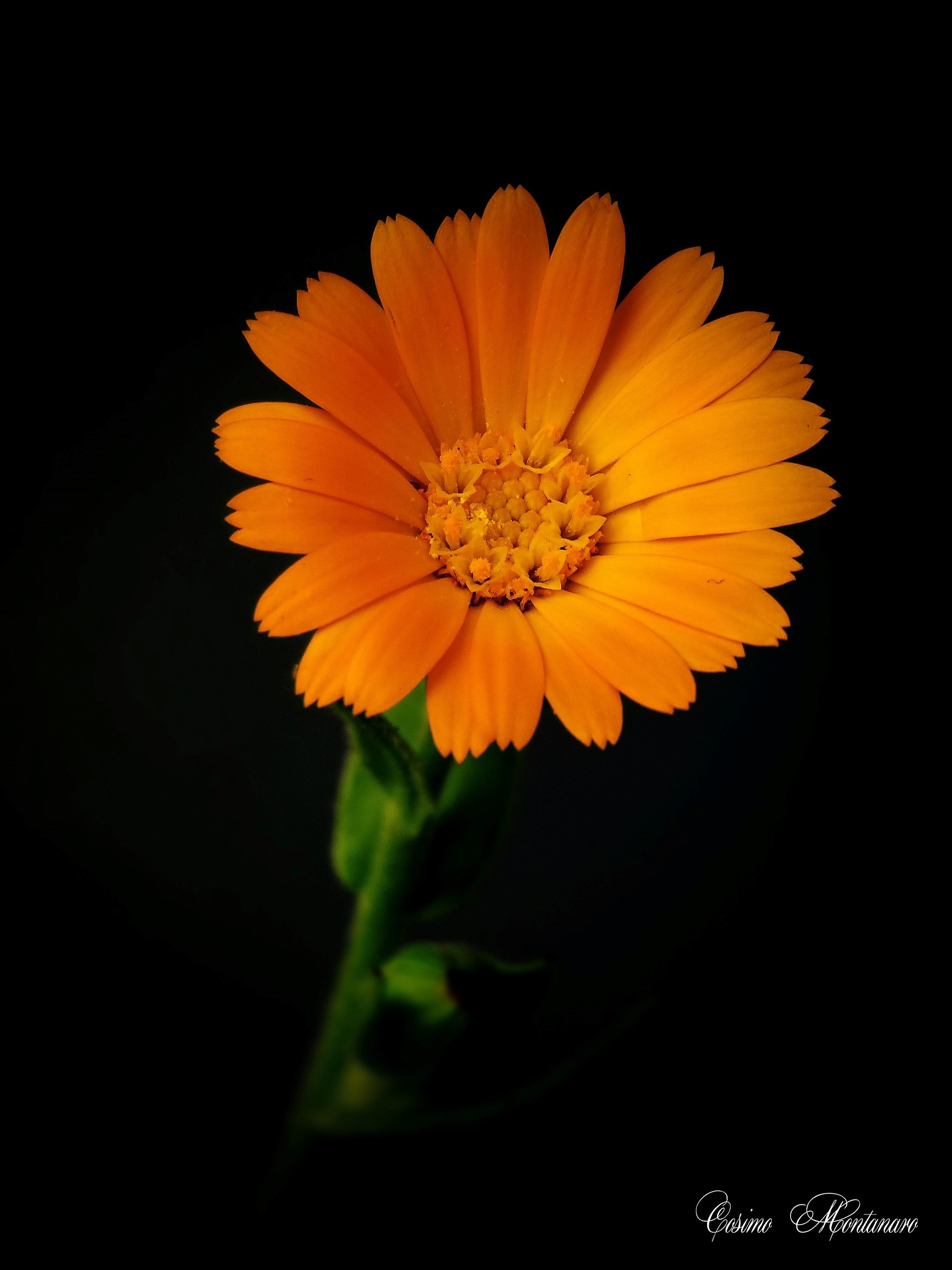Calendula arvensis