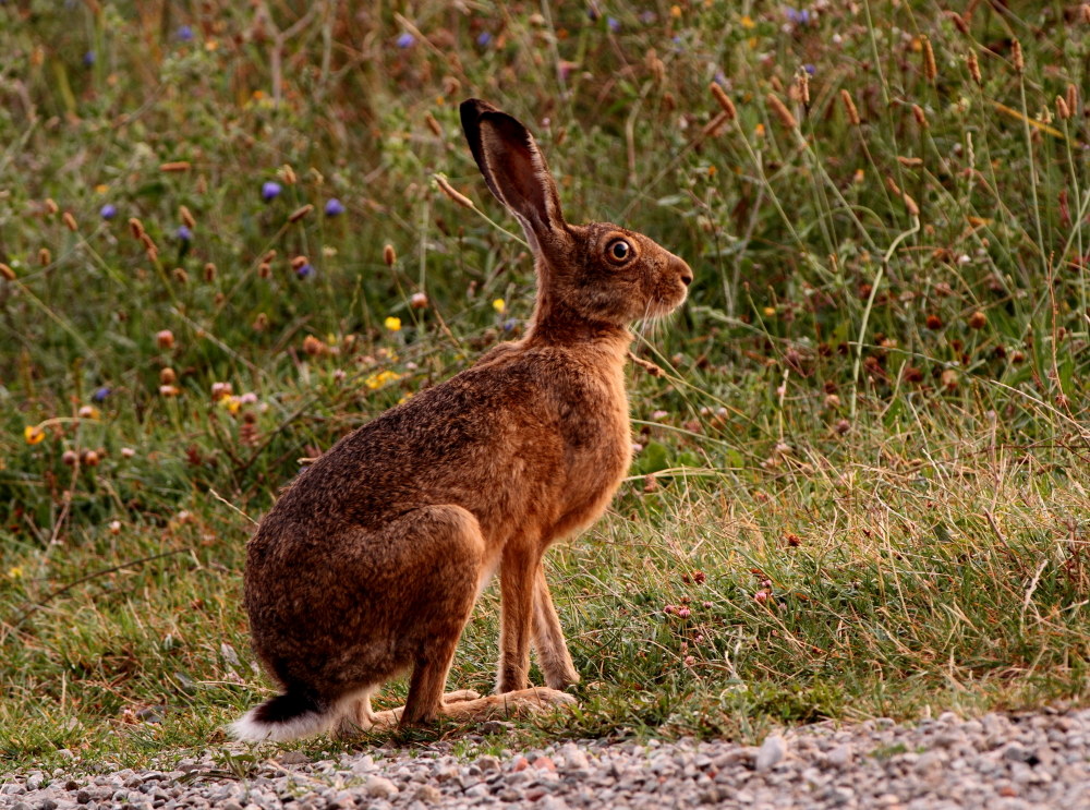 Hare