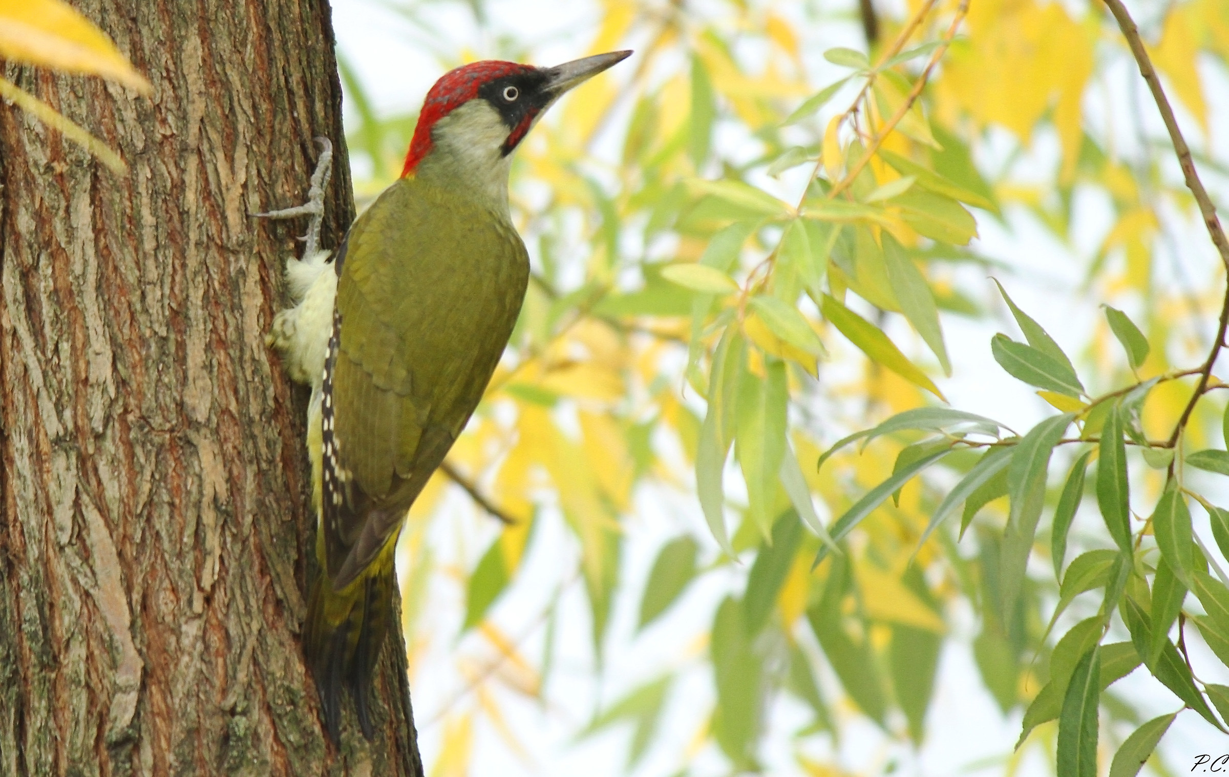 autumn green woodpecker