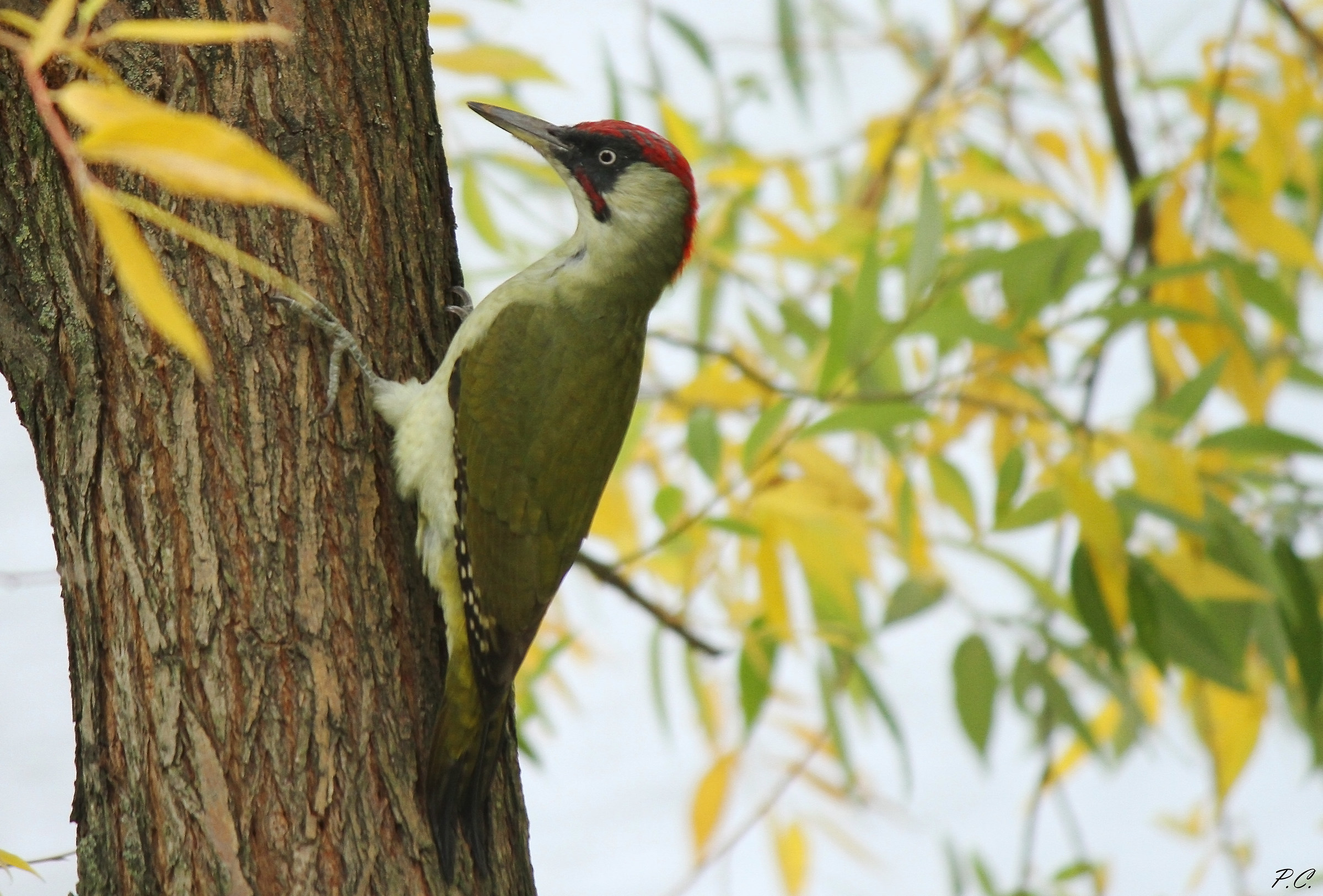 autumn green woodpecker