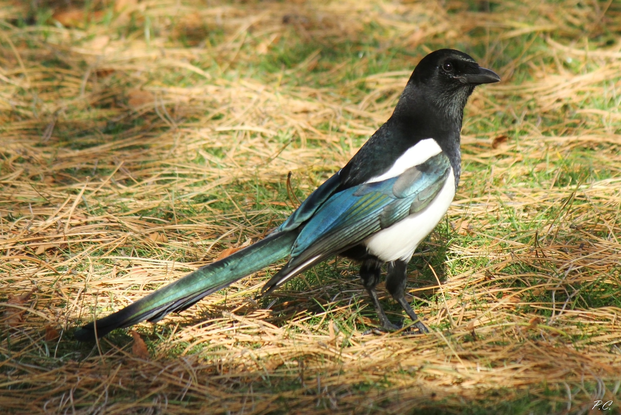 magpie