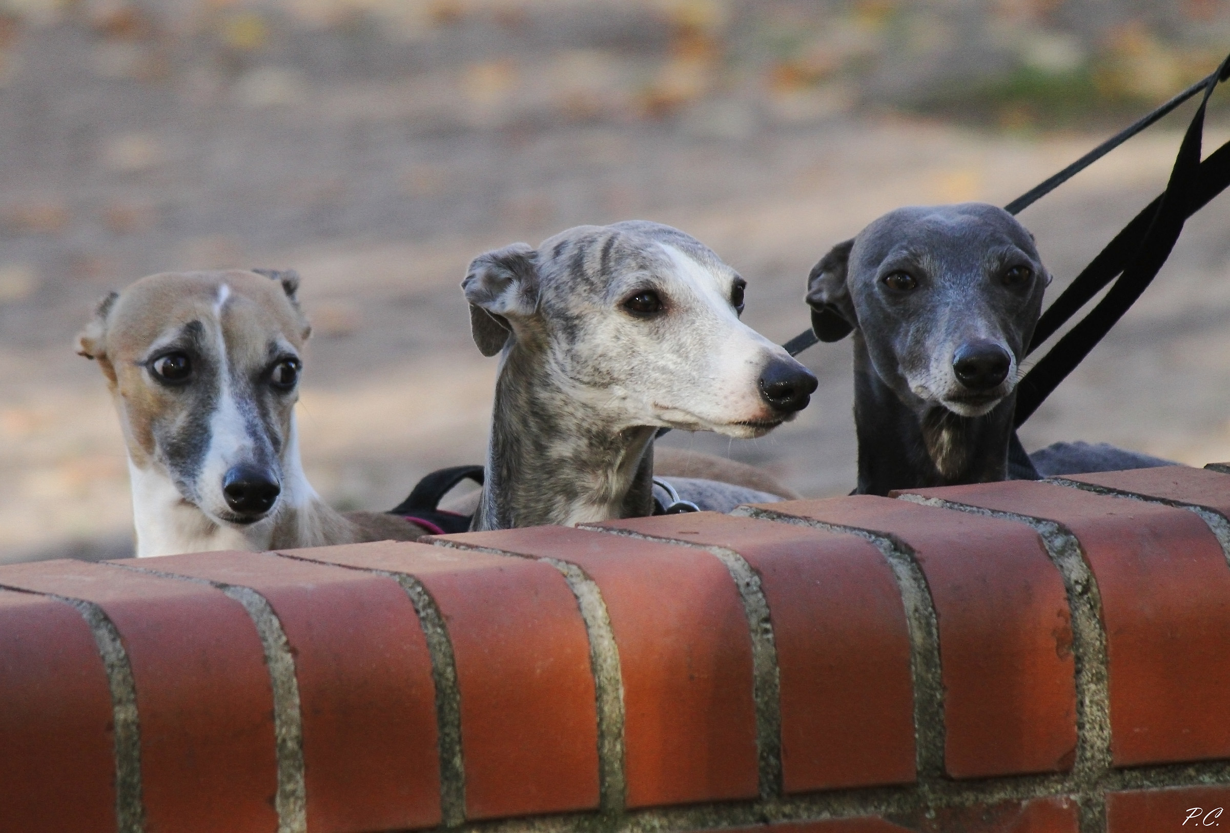 The Three Musketeers